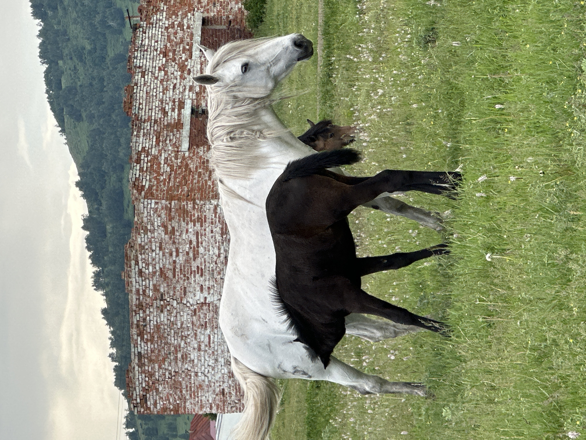 In a grassy field dotted with small white flowers, a white horse stands beside a dark-colored foal. The foal is positioned beneath the mare, appearing to nurse. In the background, a partially ruined brick structure with weathered red bricks and some white patches is visible. Beyond the structure, a green, tree-covered hill rises under a cloudy sky. Another horse, brown in color, is partially visible behind the white mare and foal.