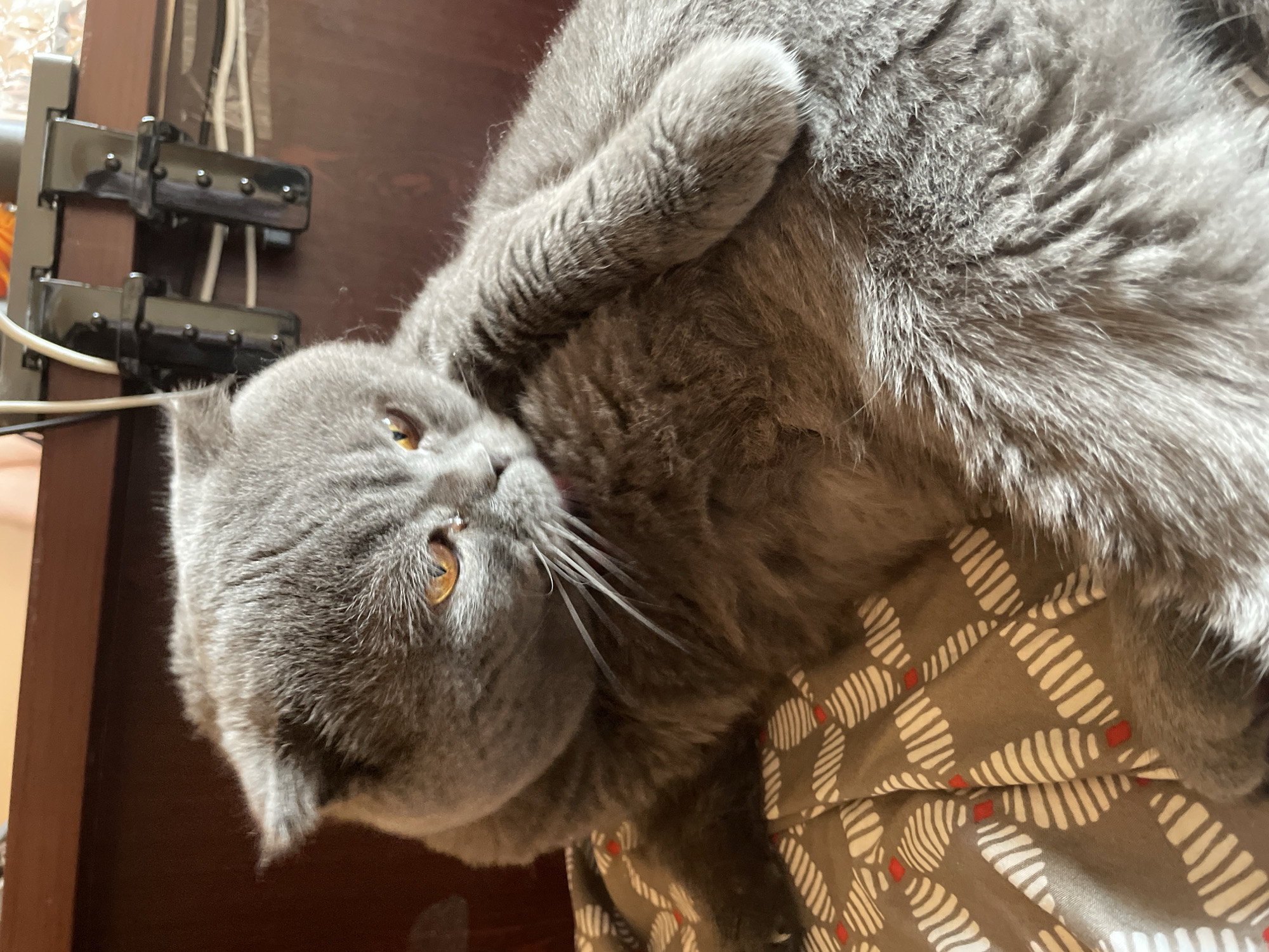 A gray Scottish Fold cat is lying on its back on a brown and white patterned surface, possibly a blanket or bedding. The cat has amber eyes and its front paws are curled up near its face. The background includes a dark brown wooden surface on the left side of the frame, with electrical equipment attached to it. The location and city are unknown.