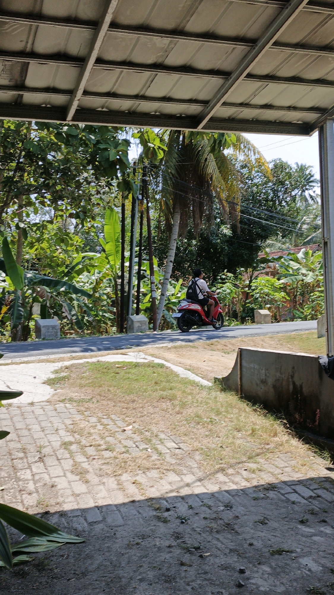 A person is riding a red scooter on a paved road, from the right side of the frame to the left. The rider is wearing a white shirt and dark shorts, and a black backpack. The road is lined with lush green vegetation, including banana trees and palm trees, indicative of a tropical environment. In the foreground, there is a paved area with some dry grass. Overhead, a structure with a corrugated metal roof supported by metal beams is visible, suggesting it might be a carport or an open-air shelter. The scene appears to be a rural or semi-rural area in Cintaratu, Indonesia, with a clear blue sky and bright daylight.