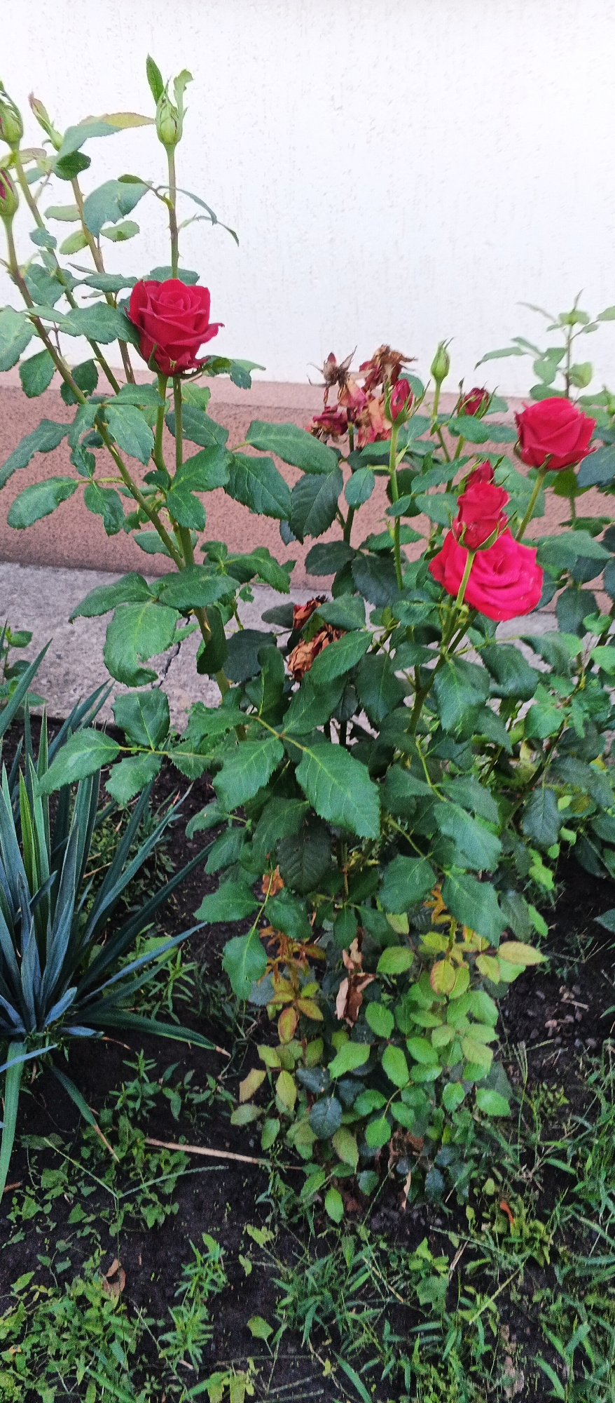 A close-up, vertical shot captures a rose bush in front of a textured, light-colored wall, possibly part of a building. The bush features several vibrant red roses, some fully bloomed and others in bud. Green leaves and stems are abundant, with a few dried, brown rose remnants also visible. To the left, a spiky, dark green plant adds contrast. The ground beneath is a mix of dark soil and some green grass. The scene appears to be located outdoors in the city of Smila, Ukraine. There are no people or animals present.