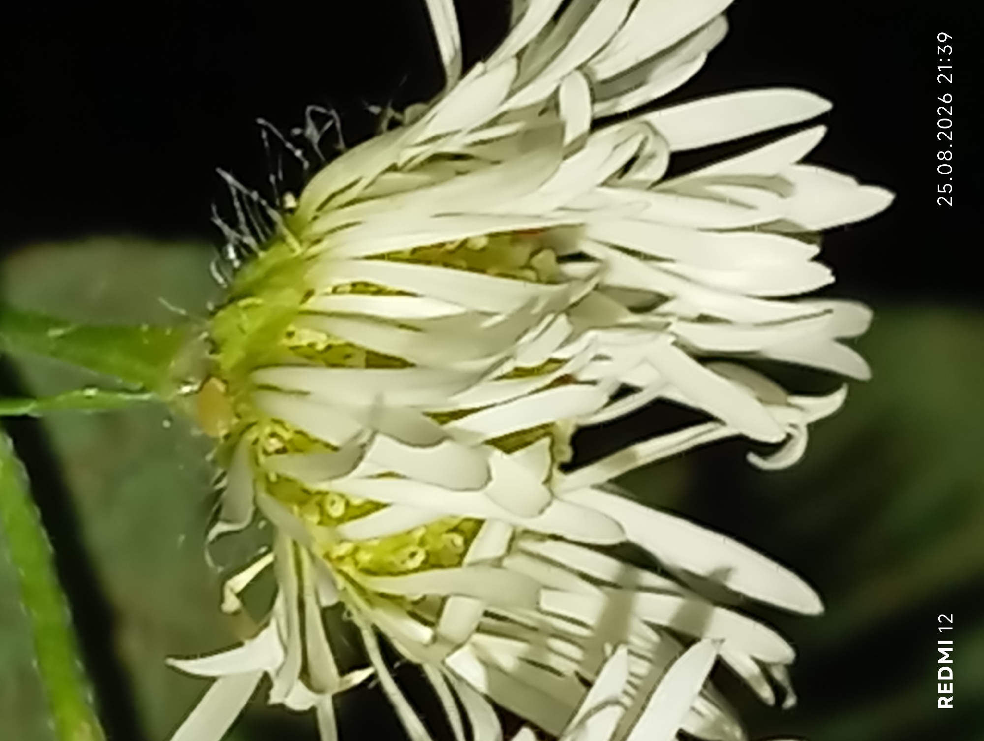 This is a close-up, low-angle, nighttime photograph of a wilting white flower with thin, elongated petals. The center of the flower is a textured, yellowish-green. The background is dark, suggesting a shadow or a dark setting. A green stem is visible at the top of the image. The bottom left corner of the image displays the text "REDMI 12" in white, and the bottom right corner displays the date "25.08.2026" and time "21:39" in white. The location is not visible in the image.
