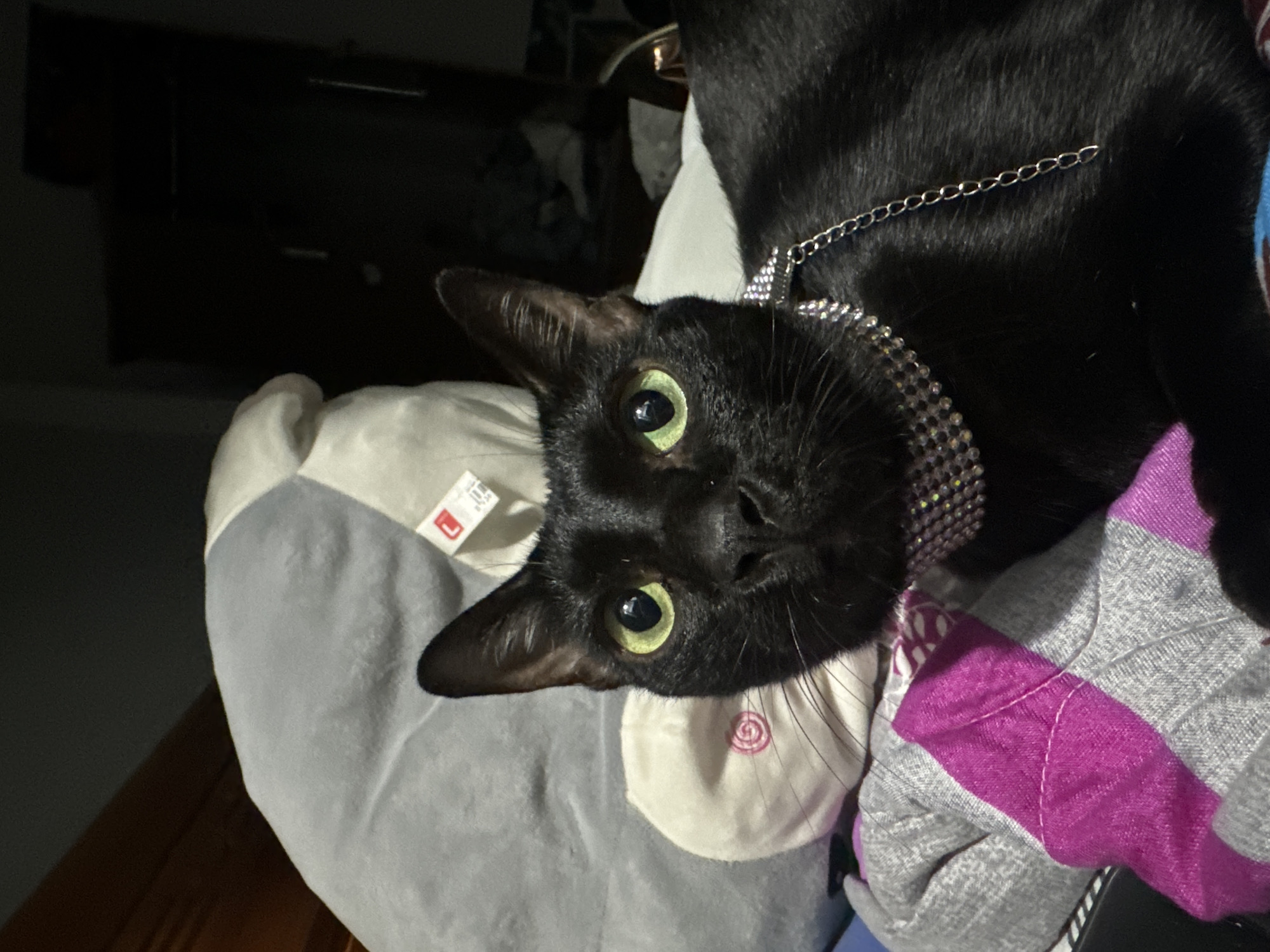 A black cat with sleek fur and bright, luminous green eyes is captured in a close-up, slightly tilted portrait. The cat's head is turned directly towards the viewer, displaying a curious and alert expression. It is wearing a striking, multi-strand collar adorned with shimmering silver rhinestones or beads, which extends into a thin silver chain draped over its back.
The cat is resting on a soft surface, partially visible as a grey and white plush cushion or blanket on the left. A small white tag with a red 'L' logo is visible on this surface near the cat's left ear. To the right, part of a purple and grey striped fabric, possibly a blanket or clothing, is visible. The background is dark and indistinct, suggesting an indoor setting with low lighting, possibly at night, as indicated by the cat's reflective eyes. No specific activity is depicted beyond the cat resting and observing. The overall atmosphere is intimate and quiet. This scene takes place in Mũi Né, Vietnam.