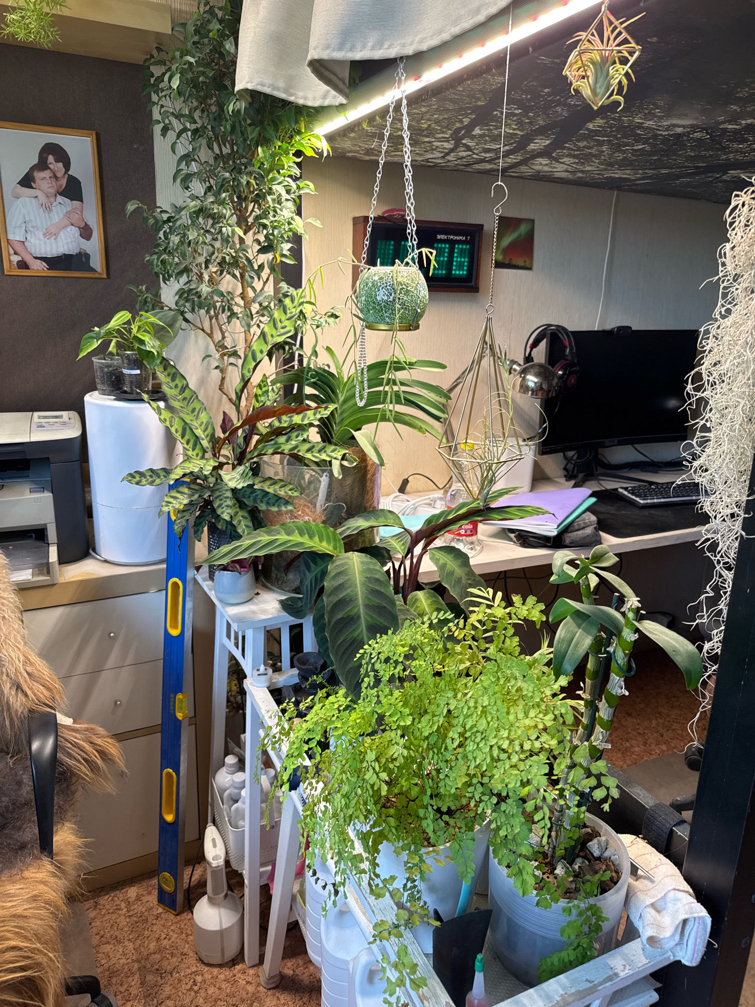 The image depicts an indoor scene, likely a home office or workspace, filled with numerous houseplants. A prominent feature is a tall ficus tree positioned to the left of center, with dense green foliage. To its right, a desk area is visible, featuring a computer monitor, keyboard, and headphones. A framed photograph of a couple is hanging on the wall to the left. The space is illuminated by artificial grow lights mounted overhead. Various smaller plants, including ferns and air plants in hanging geometric holders, are distributed throughout the scene. On the desk, there are notebooks, a water bottle, and a printer to the left. In the foreground, several potted plants are arranged, with one featuring large, patterned leaves and another with delicate, small green leaves. A blue spirit level leans against a white shelf unit on the lower left. The flooring appears to be cork or a similar material. The overall impression is one of a well-cultivated indoor garden integrated into a functional workspace.