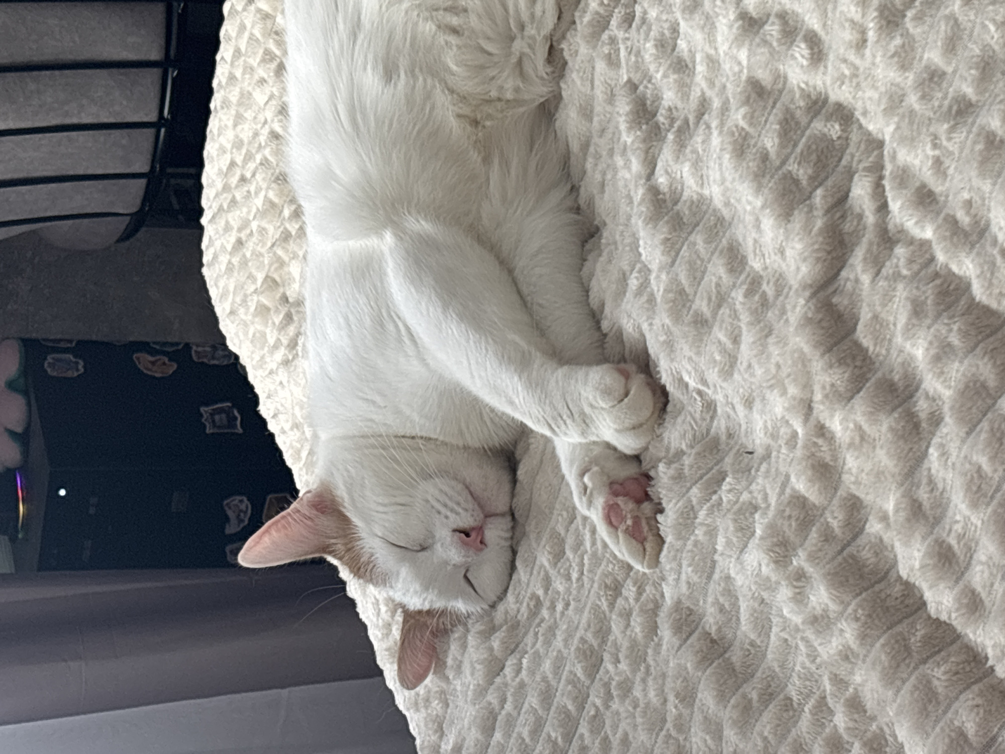 A white cat with pink paw pads sleeps on a white, textured blanket. The cat has closed eyes and a pink nose. The blanket has a diamond-shaped pattern. A black metal structure and dark surface are visible in the background. The image does not contain enough information to identify its location as Vsevolozhsk, Russia.