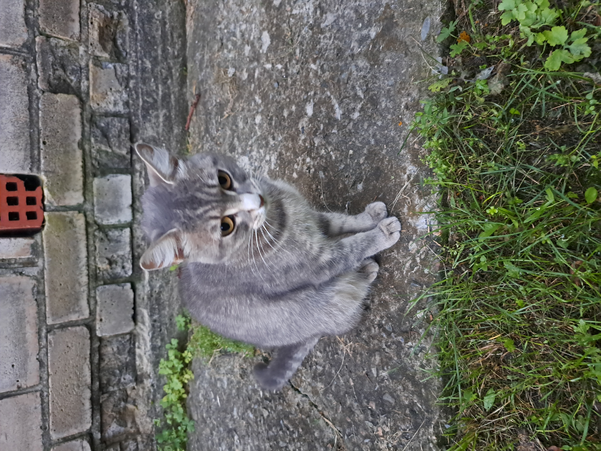 A grey tabby cat is sitting on a cracked concrete surface in front of a brick wall. The cat is looking down with its ears slightly back. Green grass is growing in front of the concrete. The brick wall has a visible opening with red brickwork. The scene appears to be an outdoor area in a city, possibly in Chernetsk, Russia, given the information provided.