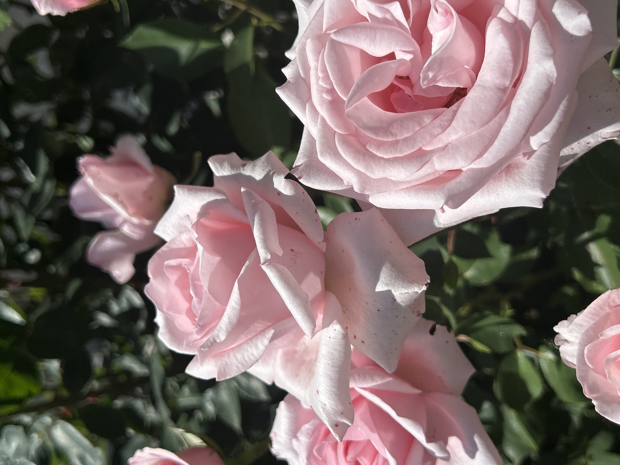 The image shows several light pink roses in full bloom, interspersed with green leaves. Some roses are fully open, revealing the intricate arrangement of petals within, while others are partially closed. The background is a mix of blurred green foliage. The location is Unknown, Unknown.