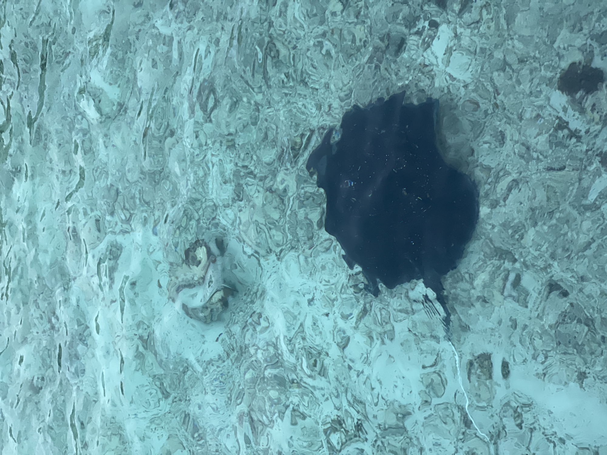 In the shallow, clear turquoise waters of Utheemu, Maldives, a large, dark stingray glides near the sandy bottom. The sunlit water creates rippling patterns on the seabed, which is covered in small pebbles and coral fragments. The stingray's broad, flat body is clearly visible, with its tail trailing behind. In the upper left corner, a smaller, lighter-colored object, possibly another marine creature or a piece of coral, is partially submerged. The scene captures a moment of natural underwater life in this tropical paradise.