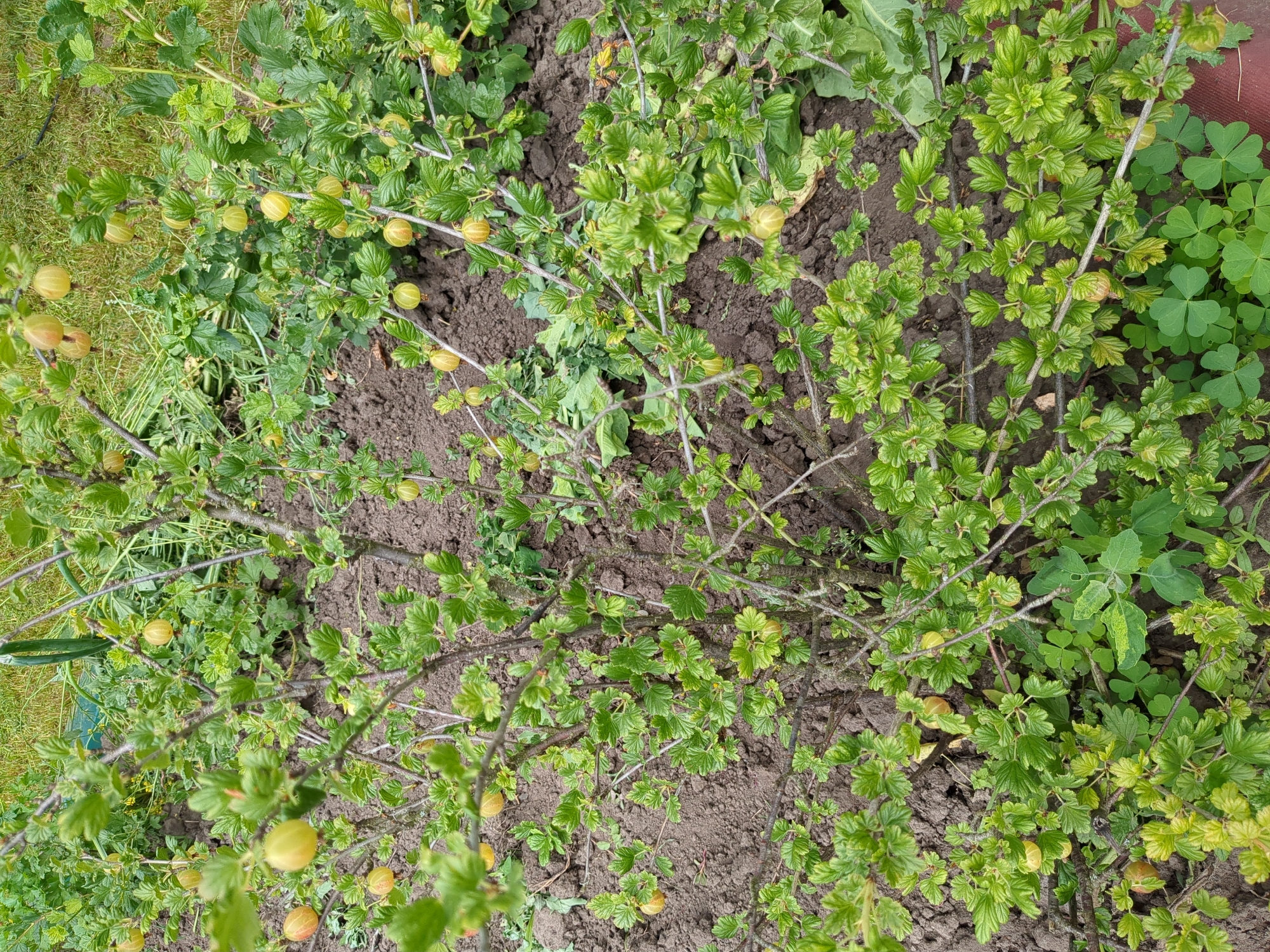 This image is a close-up, eye-level shot of a gooseberry bush in a garden. The bush is laden with unripe gooseberries, which are a pale green to yellow color. The berries are small and round, and hang in clusters from the branches. The leaves of the bush are a vibrant green, and are lobed and toothed. The ground around the bush is covered in dark, moist soil, with some patches of clover and other low-lying green plants. The background of the image is blurred, but appears to be a grassy area, suggesting an outdoor setting. The image provides no information about the location within the city of Boryspil, Ukraine, nor does it depict any people or actions. The focus is entirely on the gooseberry bush and its fruit, in a natural, vegetative environment.