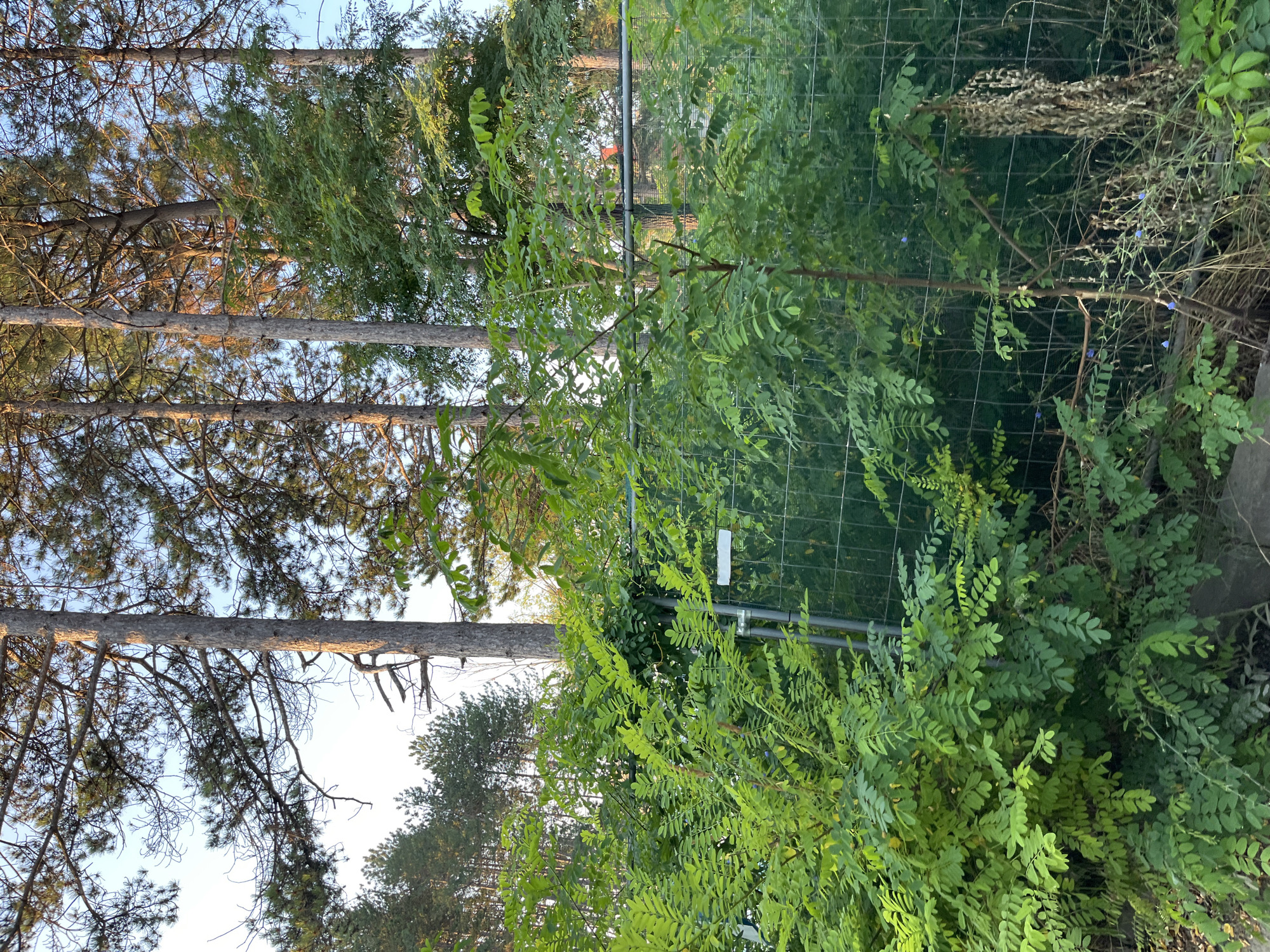 The image captures a lush green overgrowth of trees and bushes in Nesebar, Bulgaria, during daylight. The foreground is dominated by dense foliage, with vibrant green leaves on multiple plants, some reaching waist-high or higher. A metal fence, partially obscured by the vegetation, runs horizontally across the scene. Behind the fence, tall pine trees with bare lower trunks and full canopies of needles are visible, their branches reaching towards a clear blue sky. The sunlight casts a warm glow on the trees, highlighting their textures. The overall impression is one of natural abundance and a wild, untamed landscape, possibly a park or a natural reserve area on the outskirts of the city.