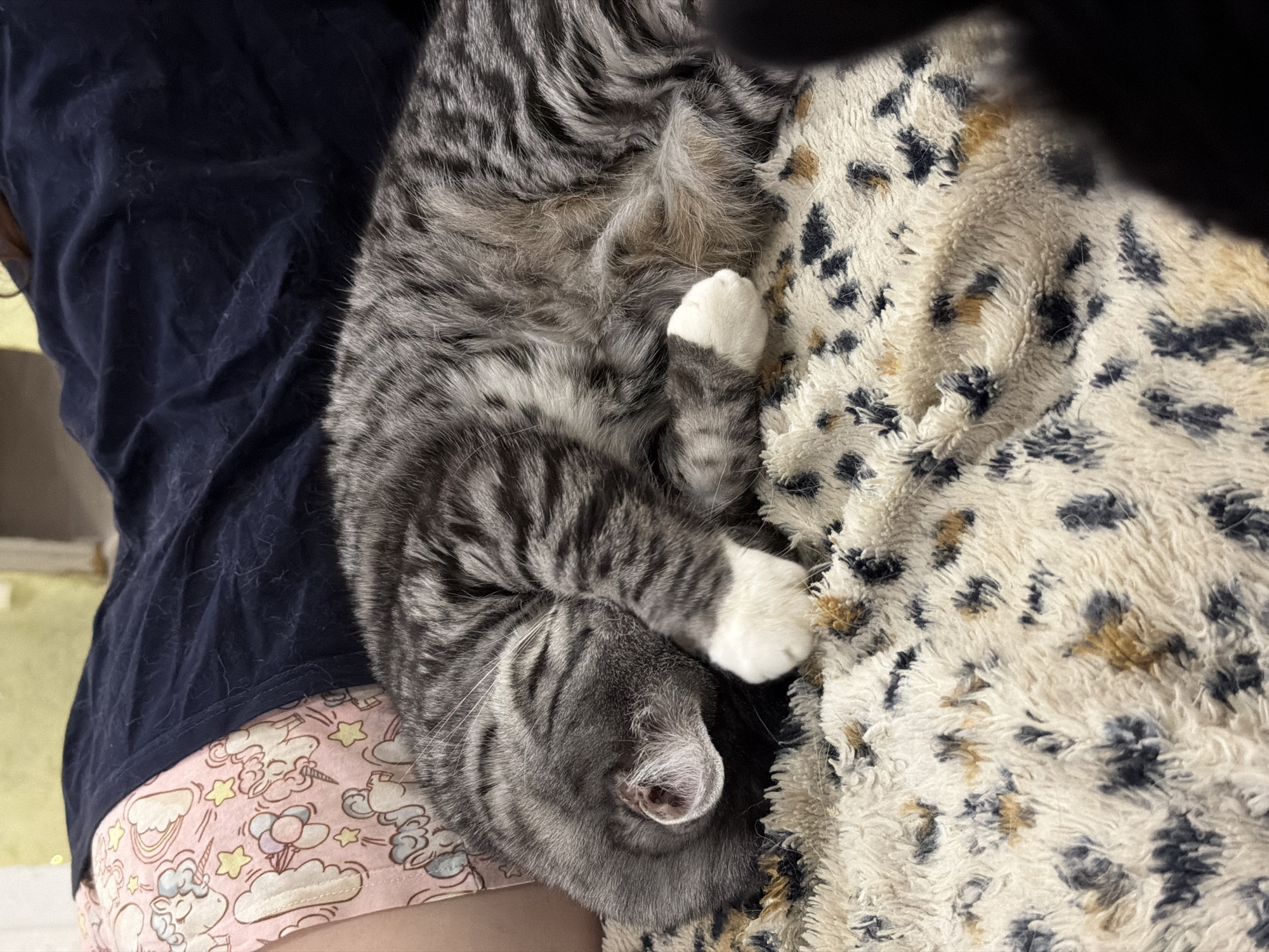 A grey tabby cat is curled up asleep on a fuzzy, leopard-print blanket. The cat's face is hidden by its paws, and its white-tipped front paws are visible. To the left of the cat, a person's leg wearing pink pajamas with unicorn and cloud patterns is visible, as well as a dark blue garment. The scene appears to be indoors, possibly in a bedroom. The image does not provide information about its location in Petropavlovsk-Kamchatsky, Russia.