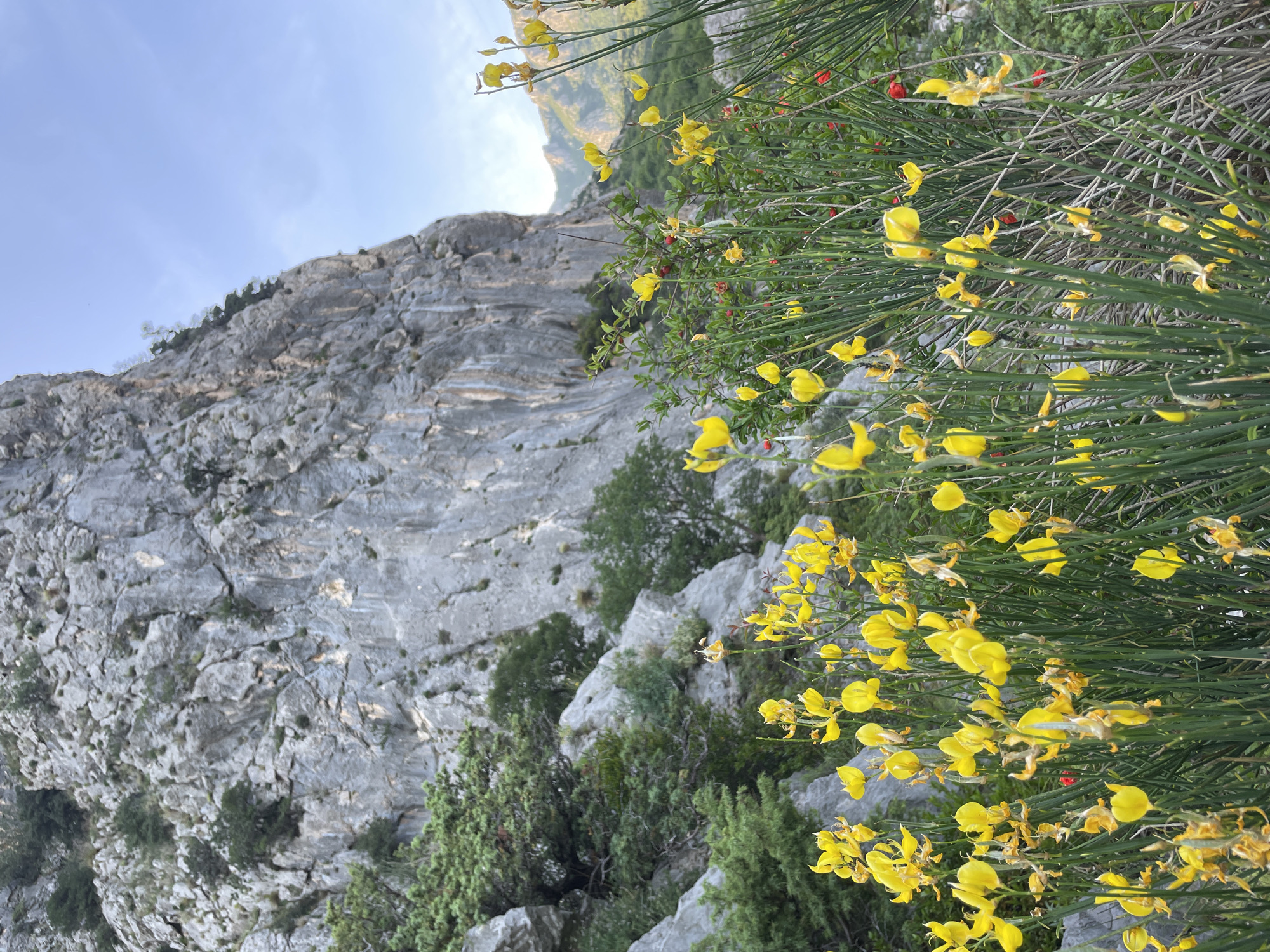 This vertical photograph captures a vibrant natural landscape, likely in the mountainous region of Zupci, Montenegro. The left side of the frame is dominated by a towering, rugged grey rock face, displaying distinct stratification, cracks, and crevices. Small, dark green trees and bushes cling to the rocky slopes, adding patches of vegetation to the otherwise stark stone.
The right side of the image, extending into the foreground, features a dense bush covered in numerous bright yellow, pea-like flowers, possibly Spanish broom. These vivid blooms grow on slender green stems, creating a striking contrast against the muted tones of the rock. Interspersed among the yellow flowers and green foliage are small, contrasting red berries or buds.
In the upper left, a clear, light blue sky is visible, indicating bright, sunny weather, likely during the daytime. Faint outlines of distant mountains or hills can be seen through the vegetation in the background, providing additional depth to the scene. The image depicts a tranquil, natural environment, devoid of any human presence, man-made objects, or discernible activity. There is no visible text within the photograph.
