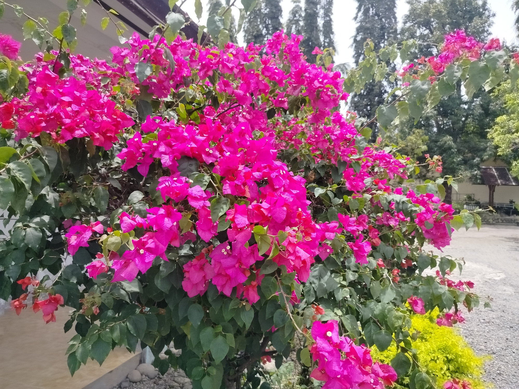 A cluster of vibrant magenta bougainvillea flowers dominates the foreground of this outdoor scene. The flowers are densely packed on a bush with dark green leaves, some of which are tinged with red. A lighter pink variety of bougainvillea is visible lower down and to the left. In the background, tall, slender trees with dark bark and light green leaves create a natural backdrop, suggesting a park or garden setting. To the right, a low-lying plant with bright chartreuse foliage adds a contrasting color. A gravel path runs diagonally across the lower right of the image. Partially visible in the upper left is a white structure, likely part of a building, with a dark overhang. In the far right background, a small, dark-roofed structure, possibly a shed or pavilion, is discernible. The overall impression is one of lush, tropical vegetation in a bright, possibly humid, environment. The scene is likely located in or around Purwodadi, Indonesia, known for its botanical gardens and lush plant life.