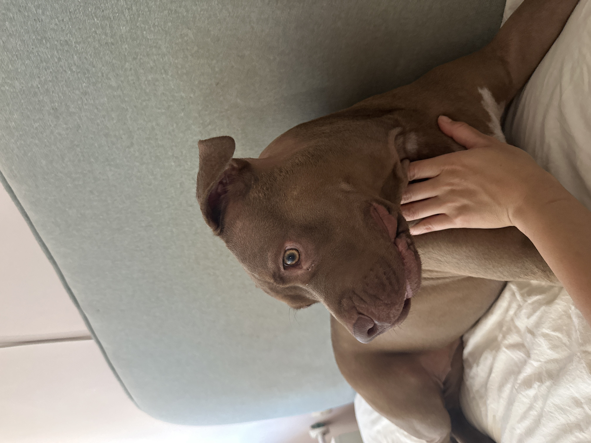 In Malevo, Bulgaria, a medium-sized, reddish-brown pit bull is lying on a white, rumpled bed with a light blue headboard. A human hand is gently stroking the dog's neck. The dog is looking to the left, with its head turned to the side. The background is a plain, light-colored wall.
