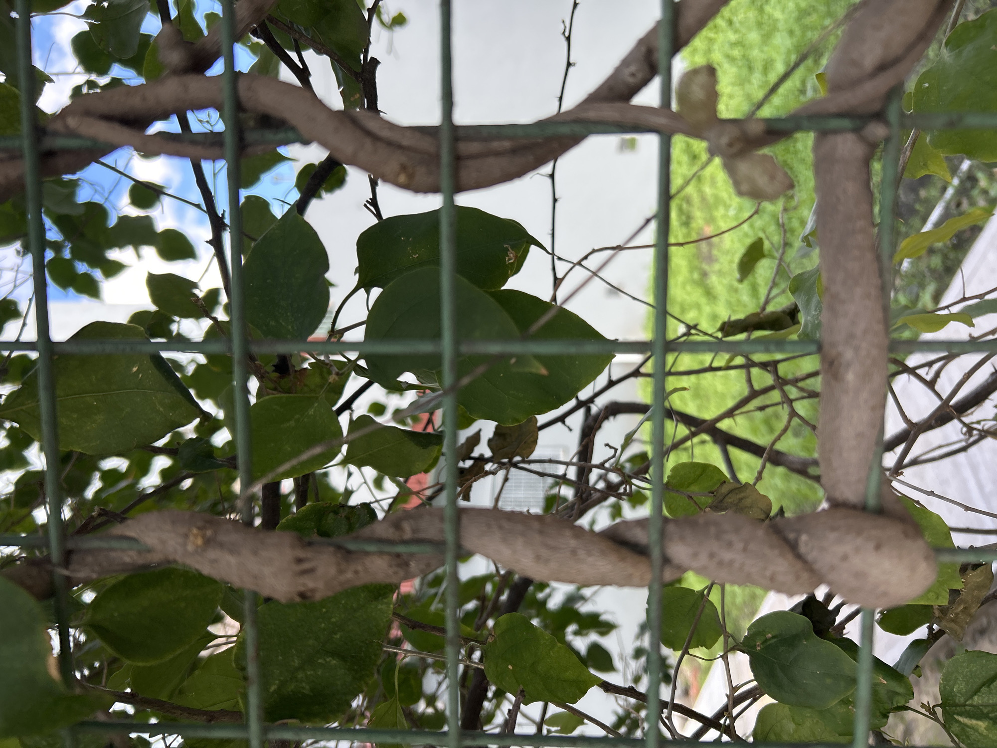 The image captures a close-up view of intertwined brown vines and green leaves against a blurred background of a building and sky. The vines are thick and textured, winding around each other and a green wire fence that dominates the foreground. Some of the leaves are large and heart-shaped, while others are smaller and more elongated. The fence is made of thin green metal bars, creating a grid-like effect that partially obscures the view. In the background, a white building with visible windows can be seen, along with patches of green grass and a bright blue sky with white clouds. The lighting suggests it is daytime. The scene appears to be located in an outdoor urban environment in Buenos Aires, Argentina, likely a garden or a property boundary featuring a climbing plant on a fence.