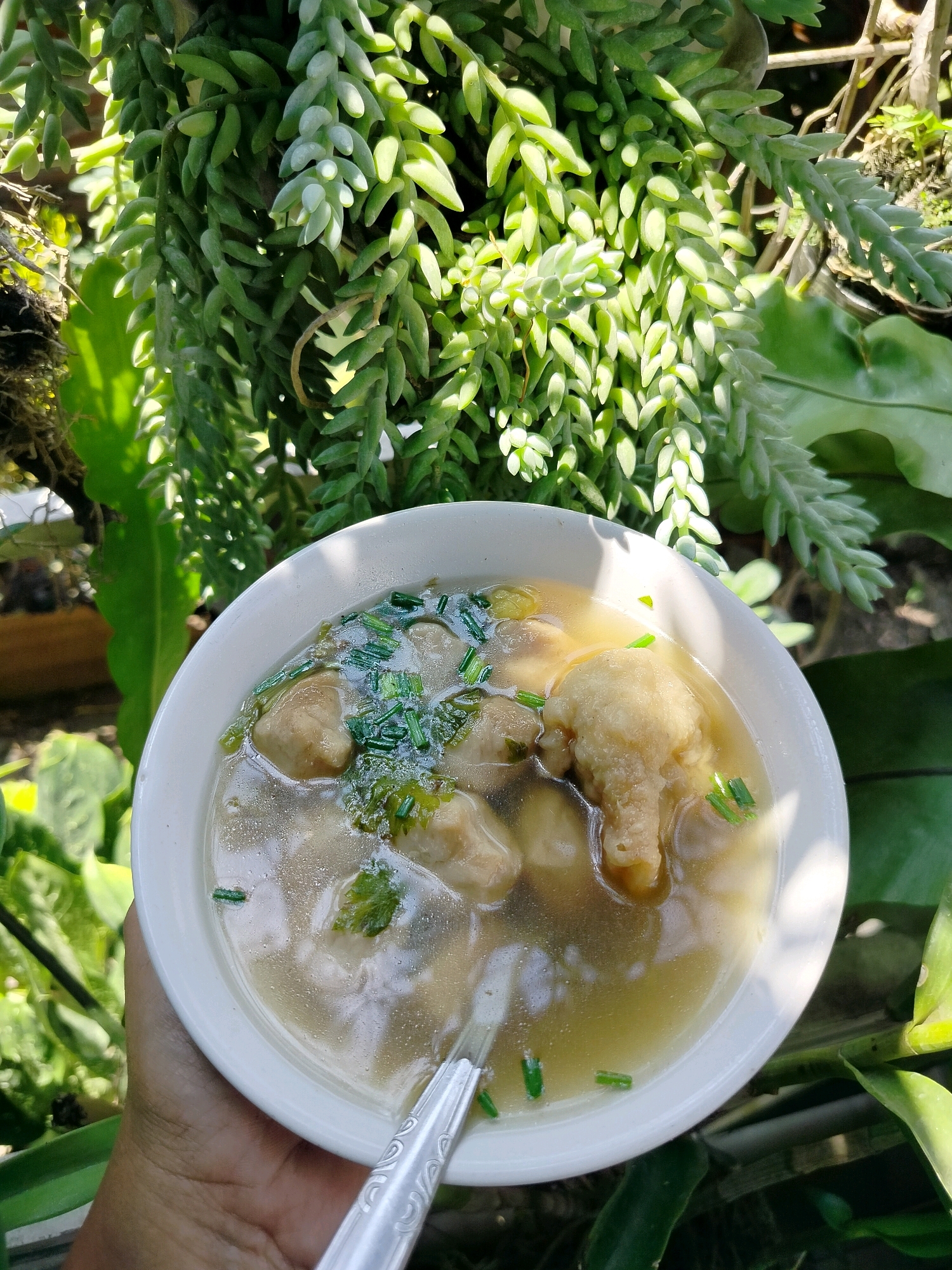 A close-up, overhead shot shows a white bowl filled with meatball soup, held by a person's hand. The soup is a clear, light brown broth, filled with several round meatballs and one larger, irregular-shaped meat item, possibly a dumpling or a larger meatball. The soup is garnished with chopped green onions. A silver spoon rests inside the bowl. The background is a lush, green environment with various plants. In the upper part of the image, a succulent plant with long, trailing stems and small, plump leaves is prominent, bathed in sunlight. To the right, the large, textured green leaves of another plant are visible. The overall impression is a meal enjoyed outdoors, possibly in a garden setting within the city of Beloh, Indonesia.