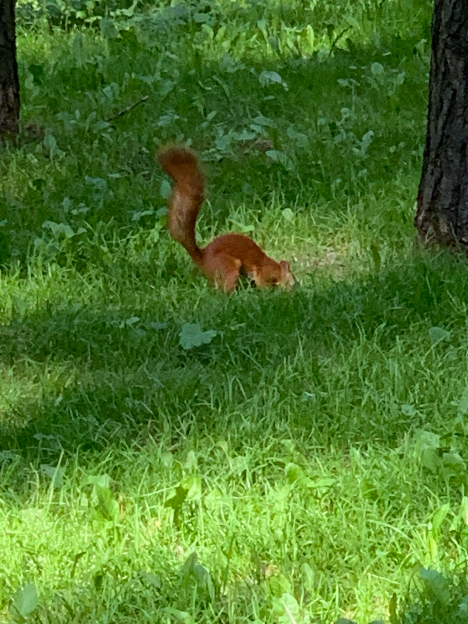 A red squirrel with a bushy tail is foraging in lush green grass. The squirrel is bent down with its nose to the ground, appearing to be searching for food. The scene is set in a natural outdoor environment, likely a park or wooded area, with dappled sunlight filtering through unseen foliage. The background consists of more grass and the trunks of two trees, one on the left and one on the right, suggesting an urban park setting within the city of Prokopyevsk, Russia.
