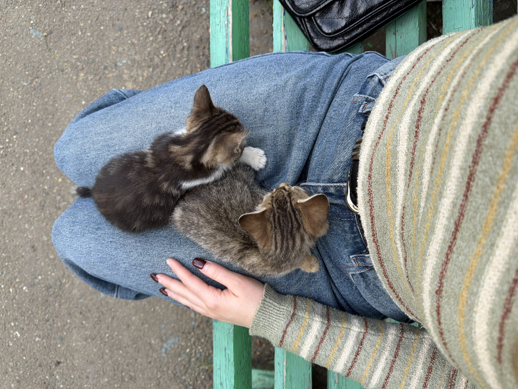 The image shows a person sitting on a green bench in Beryozovsky, Russia, with two kittens resting on their lap. The person is wearing blue jeans and a striped sweater with a purse to the right. The bench is located in a public area, with concrete visible on the left. The kittens are small and appear to be resting comfortably on the person's lap, who's hand is visible.