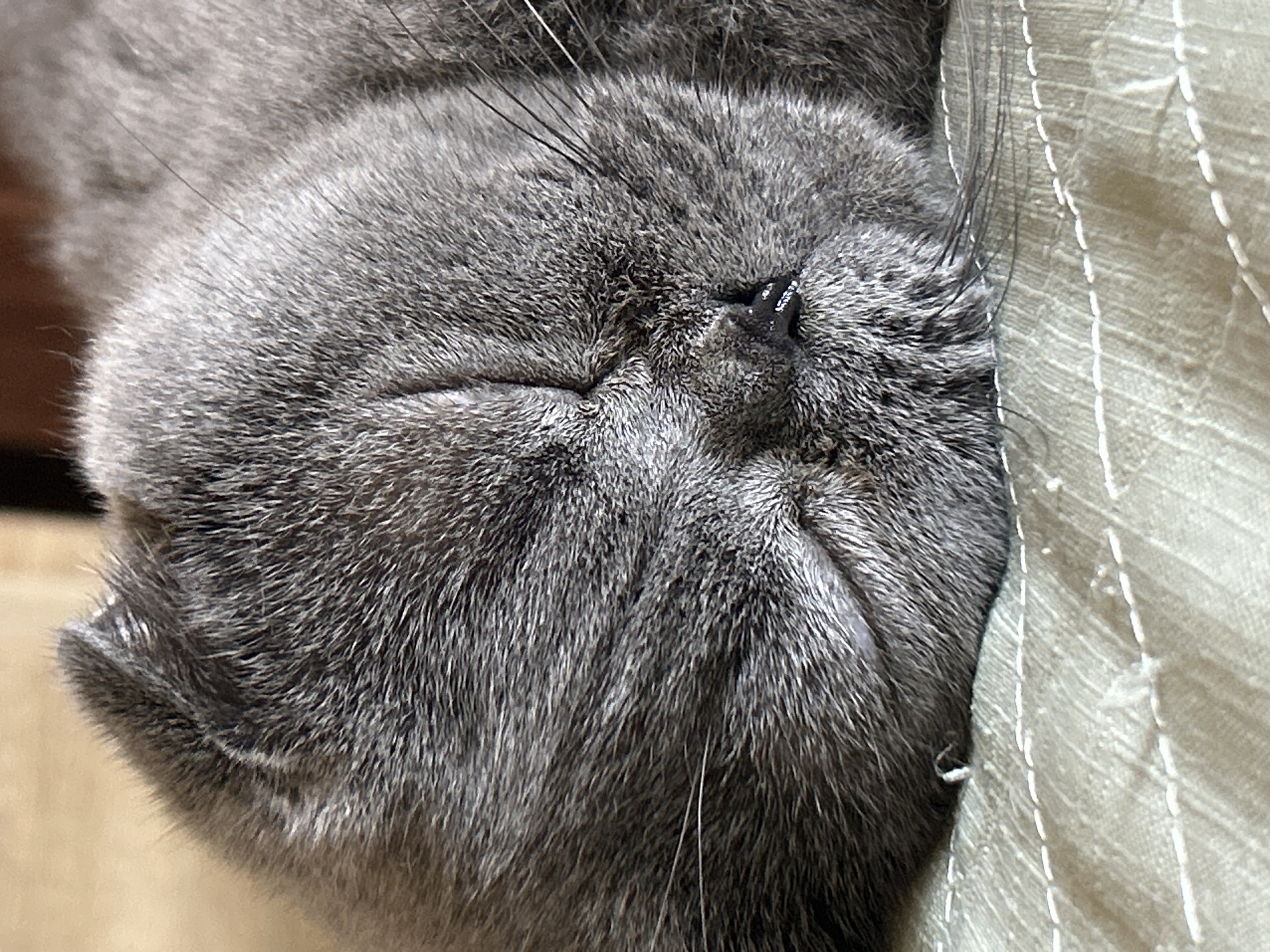 A close-up, eye-level shot captures a sleeping gray cat, likely a Scottish Fold due to its folded ears, resting on a light green, textured surface that appears to be a blanket or comforter. The cat's eyes are closed, and its face is turned to the right. The fur is short and dense, with subtle variations in shade creating a soft texture. Long, dark whiskers extend from the cat's muzzle. The background is softly blurred, with a warm, light brown color suggesting an indoor setting, possibly a home environment. There is no discernible indication of the cat's location within the city of Uzhhorod, Ukraine, as the image focuses solely on the animal and its immediate resting place.