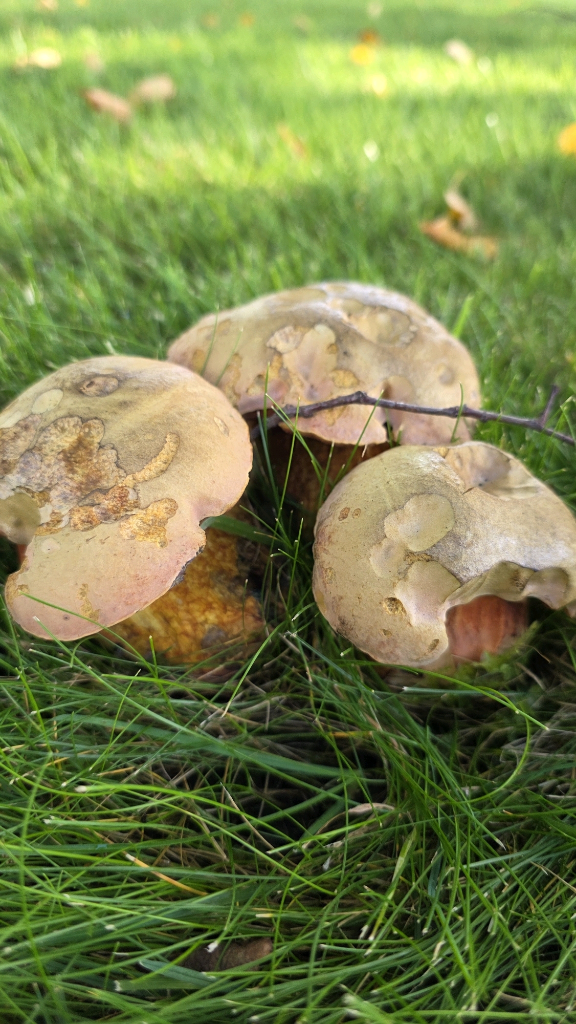 Three mushrooms are visible in close-up, resting on a patch of green grass. The mushrooms have light brown caps with darker brown splotches and a slightly pinkish hue at the edges. Their stems are not clearly visible, but hints of orange and brown can be seen. The grass is a vibrant green, with some dried leaves scattered in the background, suggesting an autumn setting. A thin, dark twig lies across the tops of two of the mushrooms. There are no people or animals in the image. The scene is natural and appears to be outdoors. The location is not discernible from the image itself, but the prompt specifies it is in the city of Brest, Belarus.