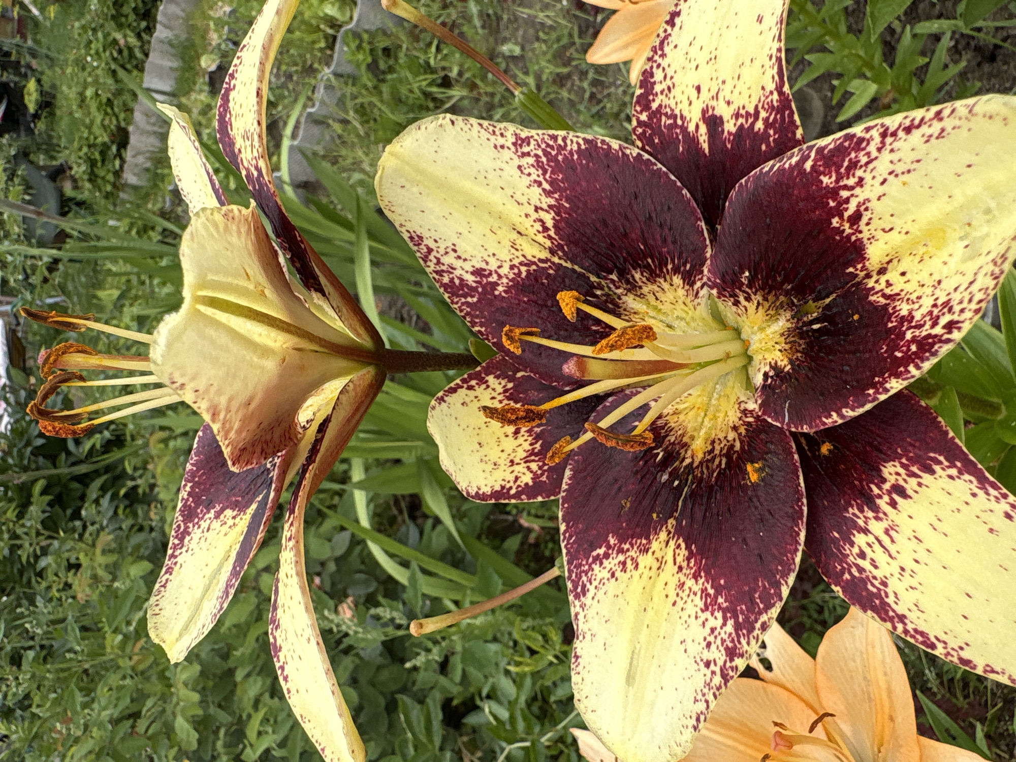 The image shows a close-up view of two large lilies in bloom. The foreground lily is a striking bicolor variety, with creamy yellow petals heavily speckled with deep burgundy. Its stamens are tipped with orange anthers. Behind it, a second, slightly out-of-focus lily shares a similar color pattern, with its petals curved upwards. Both flowers are surrounded by lush green foliage and other garden plants, including hints of orange lily petals in the lower left corner. The overall setting appears to be a garden in Ветлужский, Russia, bathed in natural light. No people or animals are visible in the frame.