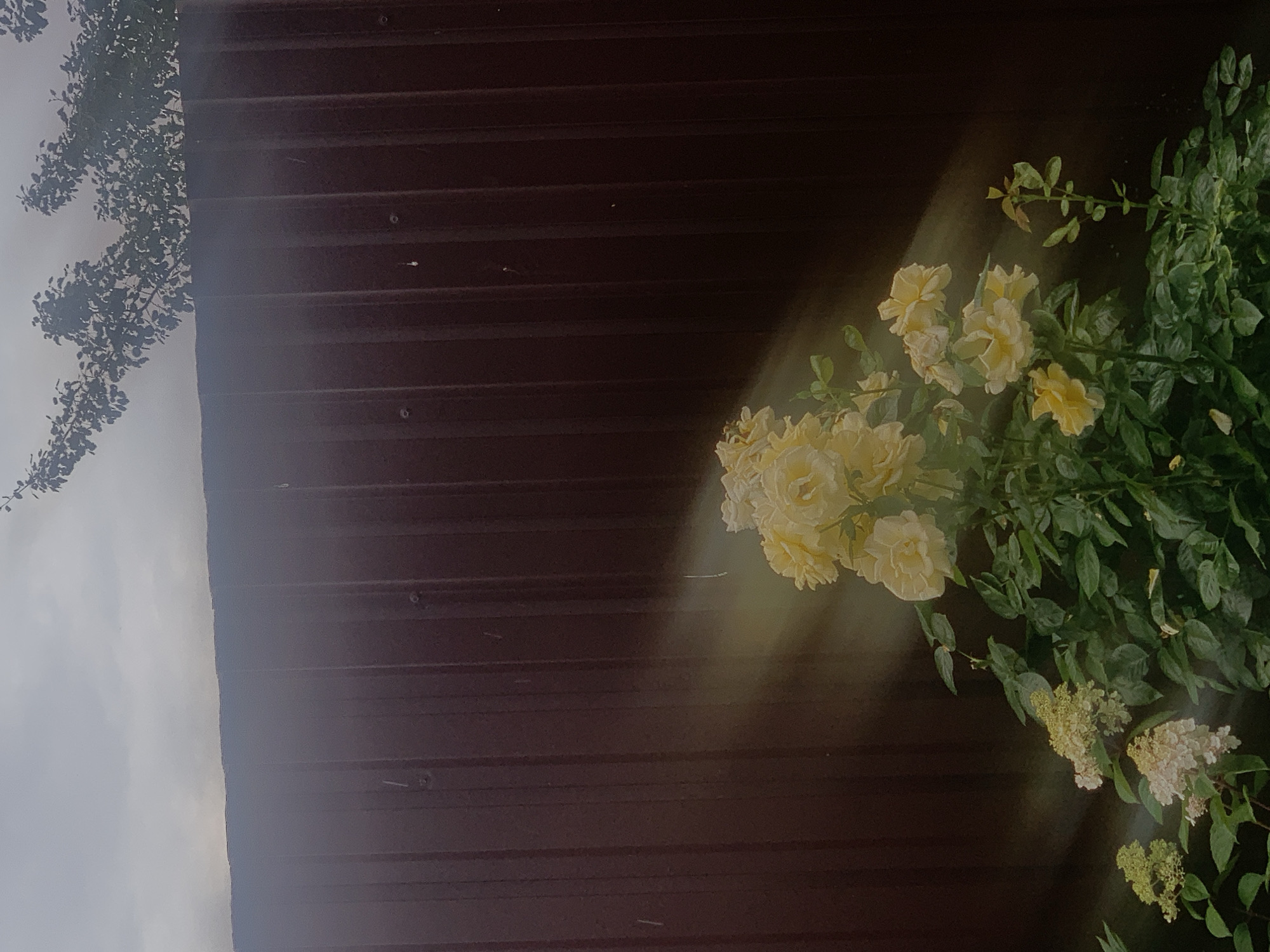 The image depicts a close-up of yellow roses and hydrangea flowers against a dark brown corrugated metal fence. Sunlight streams through the foliage and illuminates the flowers, creating a dramatic effect. The sky above is overcast. The scene is located in the city of Minsk, Belarus. There are no people or animals present in the image. The focus is on the natural elements of the garden and the interplay of light and shadow.