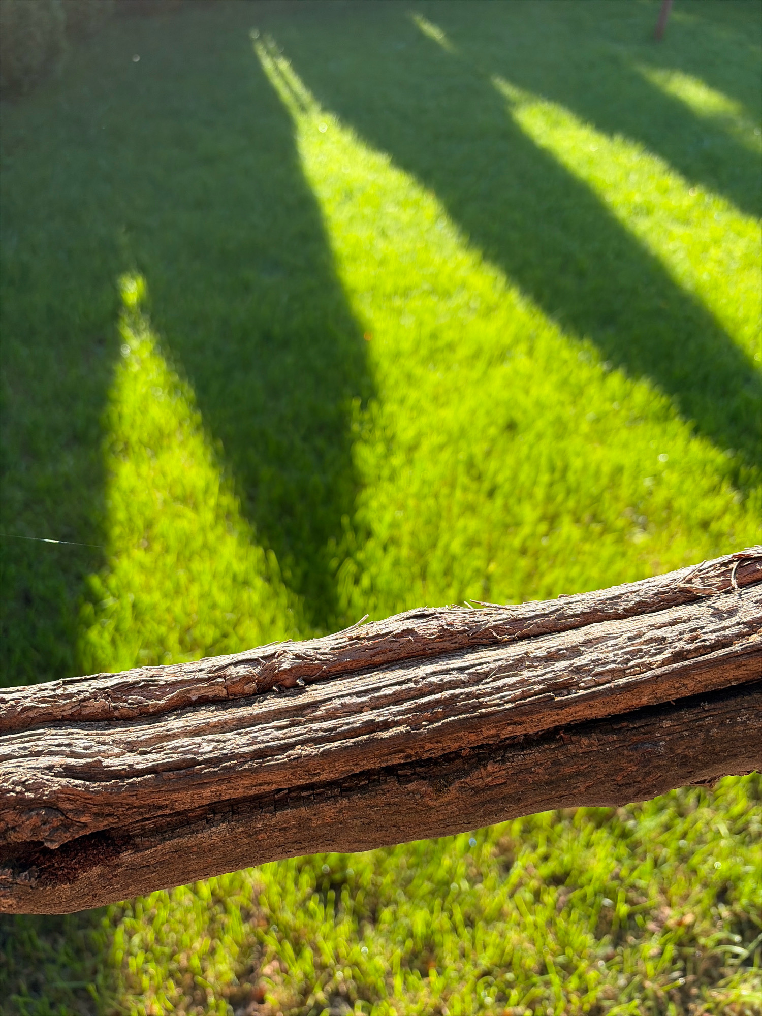 The image shows a close-up of a rough, weathered piece of wood in the foreground, possibly a branch or log, with a blurred green grassy background. The grass is illuminated by dappled sunlight, creating bright highlights and soft shadows that stretch across the lawn. There are no people or animals visible in the image. The overall impression is one of a natural outdoor setting, possibly a park or garden, under bright sunlight. The location is specified as Oxentea, Moldova.