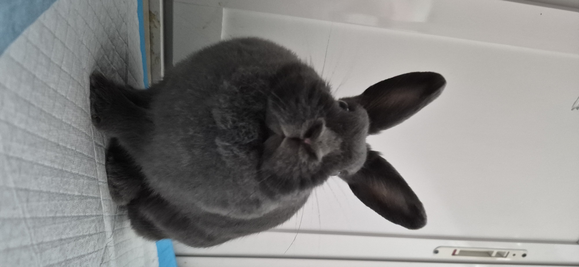 A low-angle, full-body shot features a dark gray rabbit sitting on a white, textured surface with blue accents on the right. The rabbit is positioned centrally in the frame, facing the camera directly with its ears perked up and slightly angled outwards. Its eyes are dark and its nose is a light pink. The rabbit's fur appears fluffy and dense, particularly around its cheeks and neck. The background is a plain, light-colored wall or door, with vertical lines suggesting a panel or the edge of a doorframe on the right. The overall lighting is soft and diffused. There is no indication of the city of Ussurijsk, Russia, or any other specific location.