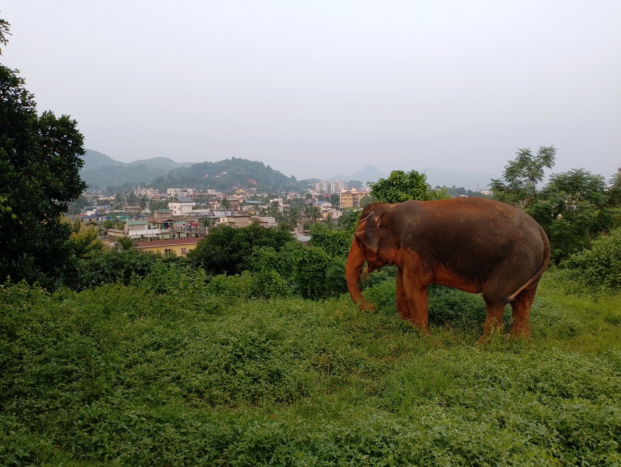 An elephant is depicted in the foreground, facing right, grazing in a lush, green field. The elephant is large and brown, with some reddish mud on its legs and face, suggesting recent activity or bathing. Behind the elephant, a city sprawls across rolling hills under a hazy, overcast sky. The city features a mix of buildings, ranging from low-rise structures to taller, modern buildings, indicative of urban development. Trees and dense vegetation are scattered throughout the landscape, both in the foreground and integrated with the urban environment. The overall scene captures a juxtaposition of wildlife and urban life in a hilly region, likely Dispur, India, given the description of the location. The sky is a uniform pale gray, indicating diffused light and possibly a misty or cloudy day.