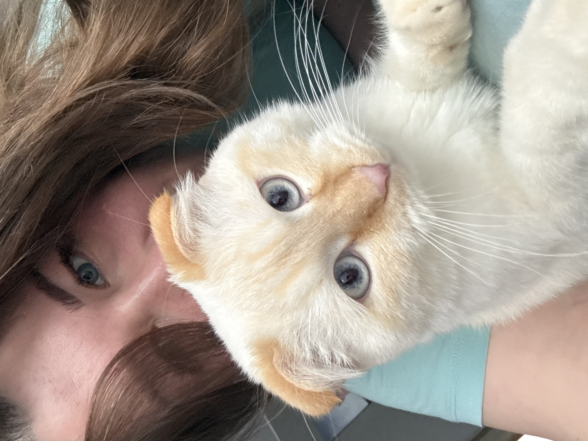 An indoor, close-up image captured in Chaikovsky, Russia, depicts a domestic cat positioned in the foreground, with a human female partially visible behind it. The cat, appearing to be a Scottish Fold based on its folded ears, has cream-white fur with light orange-tan markings on its ears and face. It possesses prominent blue eyes, a pink nose, and long white whiskers, looking directly towards the camera. Its front paws are visible in the lower right. The female subject's right eye, displaying a blue iris, is visible to the left and slightly behind the cat, along with a portion of her fair skin and light brown hair. She is wearing a light teal-colored garment, against which the cat's body is held or resting. The immediate background consists of the subject's clothing and hair, with a small, blurred light-colored area in the upper left, possibly a wall.