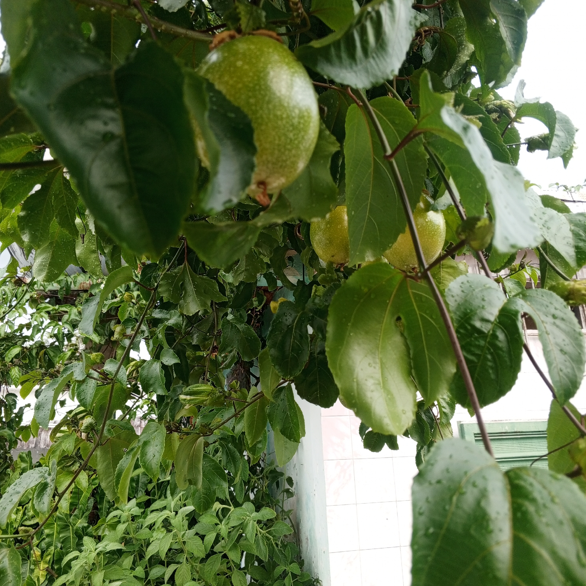 The image depicts a passion fruit vine laden with unripe green passion fruits and leaves, potentially located in a residential area of Tinaquillo, Venezuela. Raindrops are visible on the foliage and fruits. In the background, there is a glimpse of a building with a white tiled wall and a green window frame. Below the vine, there is another kind of green vegetation. The overall impression is one of a lush, potentially urban garden setting after rainfall.