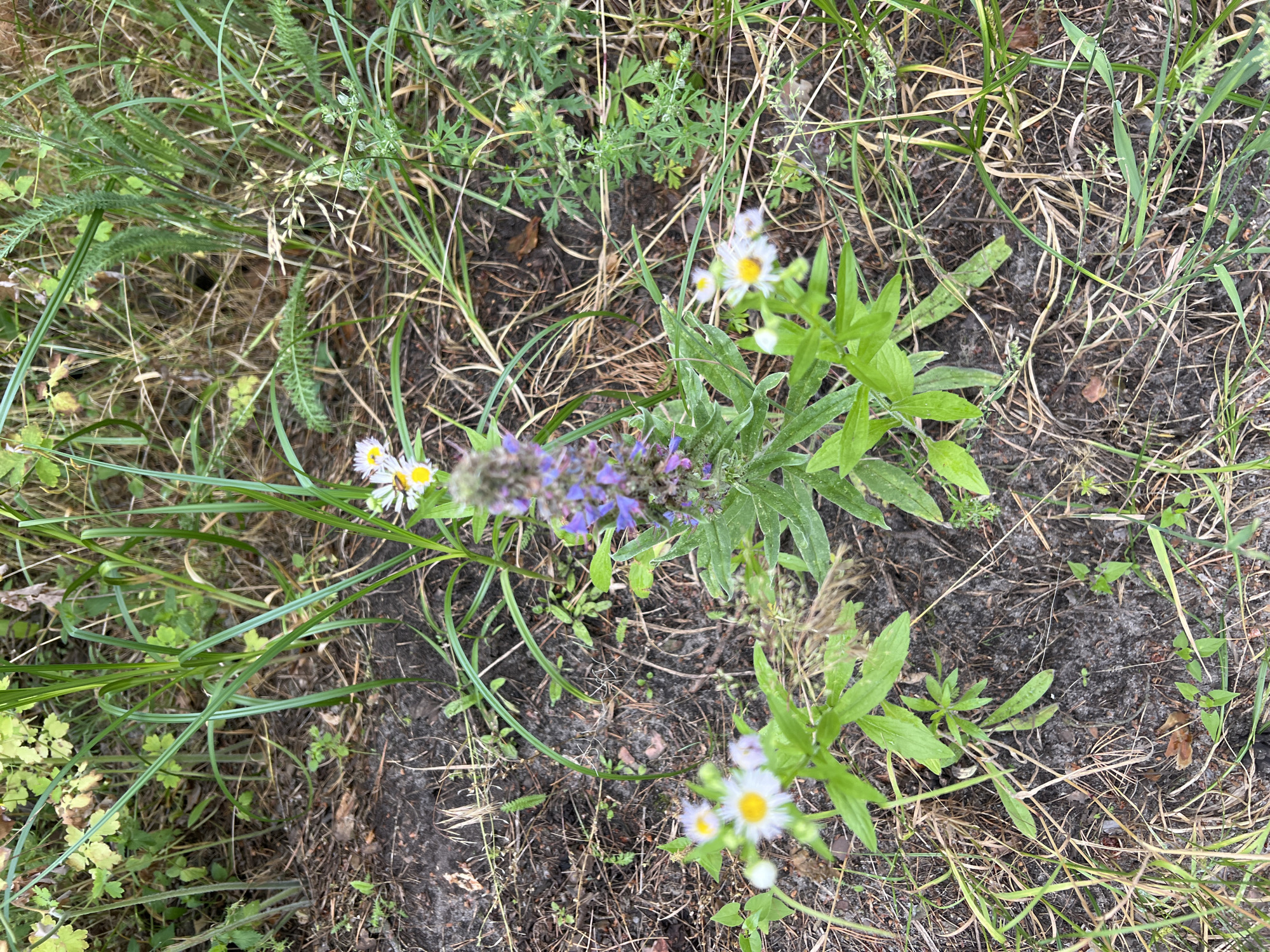 The image shows a close-up, overhead view of a patch of wildflowers and various grasses growing in soil. In the center of the frame, a tall, spiky plant with purple flowers stands prominently. To the left and right of this central plant are smaller white wildflowers with yellow centers. The ground is covered in dark soil, interspersed with dry brown grass and green grass blades. The overall scene is a natural, uncultivated environment.