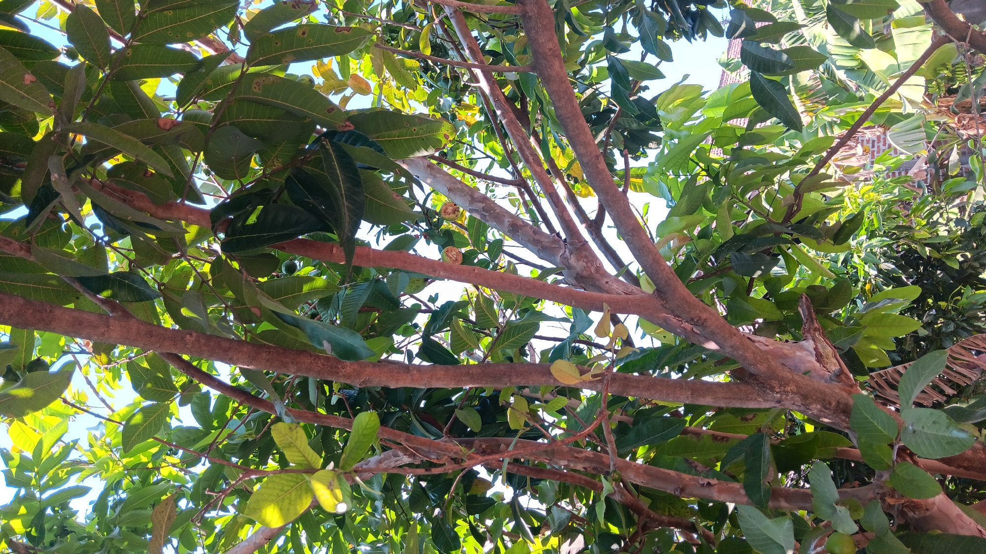 The image shows a close-up view of a tree with reddish-brown bark and lush green leaves. The tree is in a natural outdoor setting, likely a garden or yard, with a clear blue sky visible through the foliage. There are several branches with varying thickness, some of which are adorned with leaves and a few small, green fruits. The sunlight filters through the leaves, creating a dappled effect. In the background, there are hints of other vegetation and what appears to be a building with a brick facade. The scene is devoid of any people or visible human activity. The overall impression is one of a natural, serene environment. The location specified, Sonobekel, Indonesia, suggests a tropical or subtropical climate, which aligns with the appearance of the tree and its fruits.