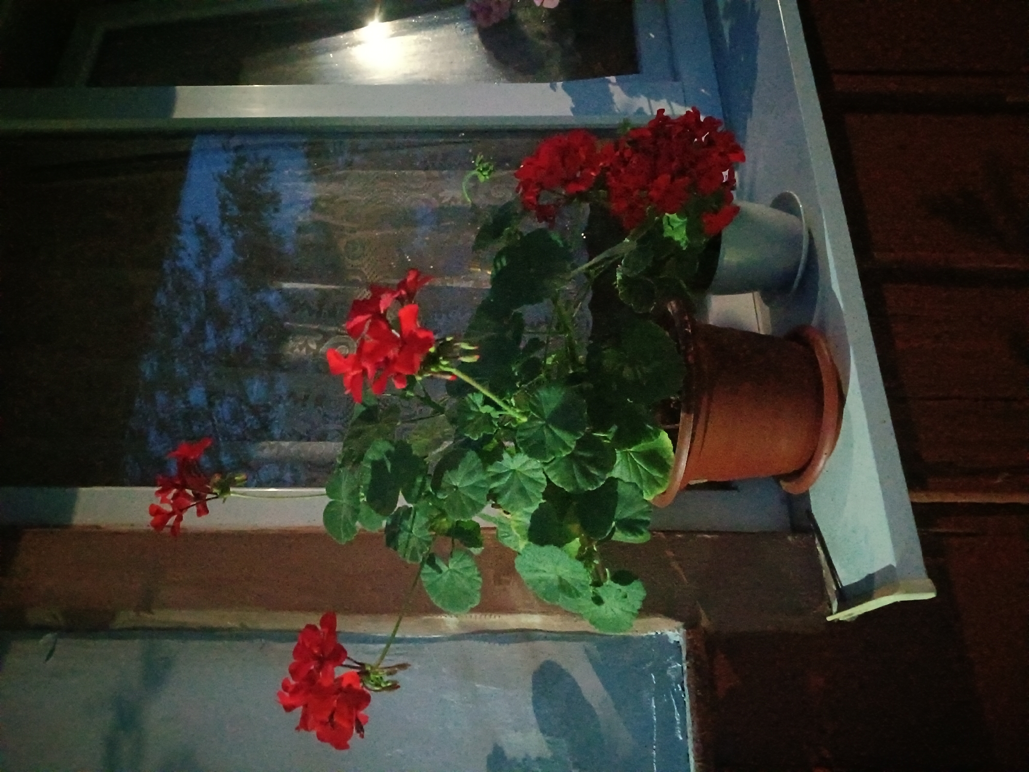 Two potted geraniums with bright red flowers are displayed on a windowsill outside a building. The larger plant, in a terracotta pot, has abundant green leaves and clusters of red blooms. To its right, a smaller plant in a light gray pot also features bright red flowers. The windowsill is white, and the background consists of a window with sheer curtains and reflections of trees and the night sky. The building exterior appears to be made of dark wood below the windowsill, and a textured, light-colored wall is visible to the left. The overall scene suggests an outdoor setting at dusk or night, possibly in a residential area. The location is identified as Litynia, Ukraine.