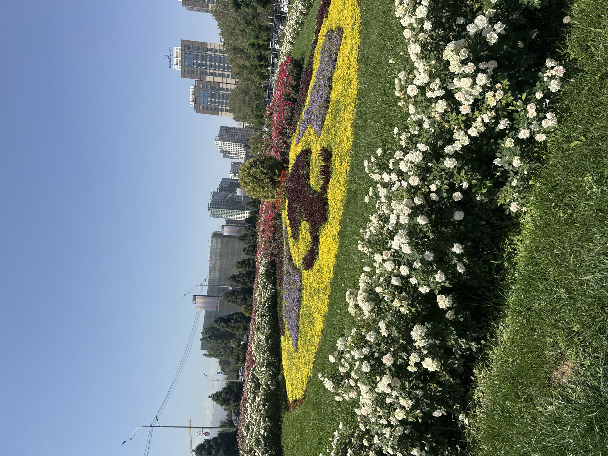 The image captures a vibrant flower bed in a city park, likely in Almaty, Kazakhstan, given the architectural style of the buildings in the background and the presence of trees common to the region. In the foreground, dense bushes of white roses bloom profusely, their delicate petals creating a soft, textured border. Behind the roses, a large, artfully arranged flower display features a sweeping curve of bright yellow flowers, interspersed with patches of deep burgundy and delicate lavender. This central arrangement is set against a backdrop of lush green grass. Further in the distance, a line of mature, dark green trees stands, bordering a street where several cars are visible. Beyond the trees, a cityscape unfolds, dominated by modern high-rise buildings with glass facades. The sky above is a clear, bright blue, indicating a sunny day. No people are visible in the image. The overall scene suggests a well-maintained urban green space designed for public enjoyment.
