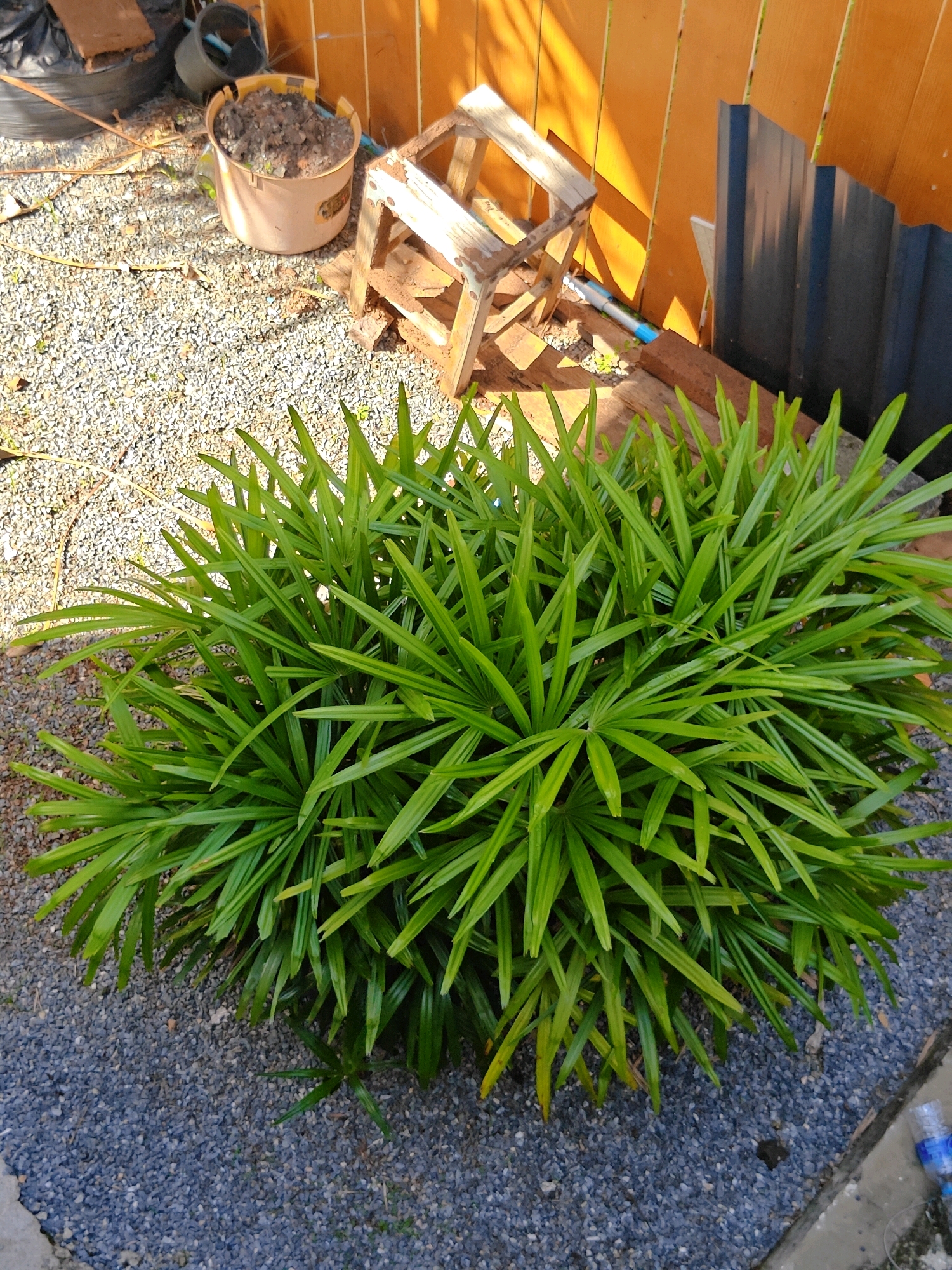 In Khao Yai, Thailand, an outdoor scene unfolds with a lush green plant dominating the foreground. The plant, with its fan-shaped leaves, is situated on a bed of small, dark grey gravel. To the left, a large black plastic bag lies on the ground. Behind the plant, a tan-colored bucket filled with dark soil sits next to a rustic wooden stool. The background features an orange wooden fence and a dark grey metal fence. Sunlight casts shadows from the wooden stool onto the ground and the plant. A blue and white plastic bottle is visible on the lower right edge of the image.