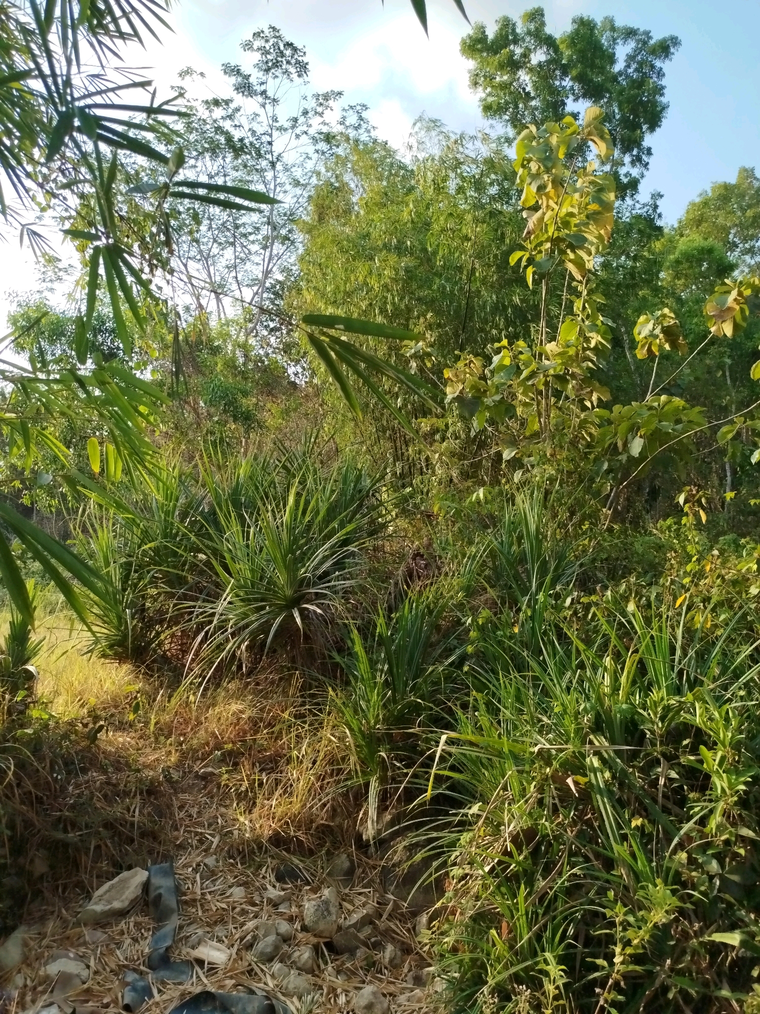 The image depicts a lush, overgrown natural environment, likely a hillside or edge of a forest, with a clear blue sky visible in the background. The foreground features a rocky, dry ground with scattered bamboo remnants and what appears to be a piece of black rubber tubing. Dominating the midground and background are dense clusters of green vegetation, including bamboo stalks, tall grasses, and leafy trees. The sunlight casts shadows and highlights the textures of the plants, indicating it is daytime. The specific location in Widoro, Indonesia, suggests a tropical or subtropical climate supporting this type of abundant flora. There are no people or animals visible in the scene, and no actions or interactions are taking place.