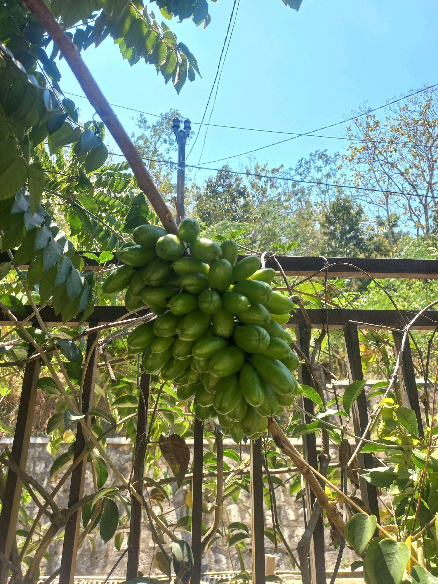 An outdoor, low-angle, eye-level shot features a cluster of bright green, elongated fruits hanging from a tree branch. The fruits are plump and oval-shaped, with smooth skin, and are tightly bunched together. They are illuminated by bright sunlight, which creates highlights on their surfaces. The branch itself is rough and brown, with smaller green leaves attached.
In the background, the scene transitions from lush green foliage to a clear, bright blue sky. Several power lines crisscross the sky, with a utility pole visible in the distance. Below the tree, a dark brown metal fence with vertical bars is present, partially obscured by more green leaves and thin, brown branches. The overall environment suggests a sunny day in a somewhat overgrown, possibly rural or semi-urban setting.
The image was captured in Sukoharjo, Indonesia, on a clear day. There are no people or animals visible in the frame. The focus is entirely on the fruit-laden branch and its surrounding natural and man-made elements. The composition highlights the abundance of the fruit and the bright, natural lighting conditions.