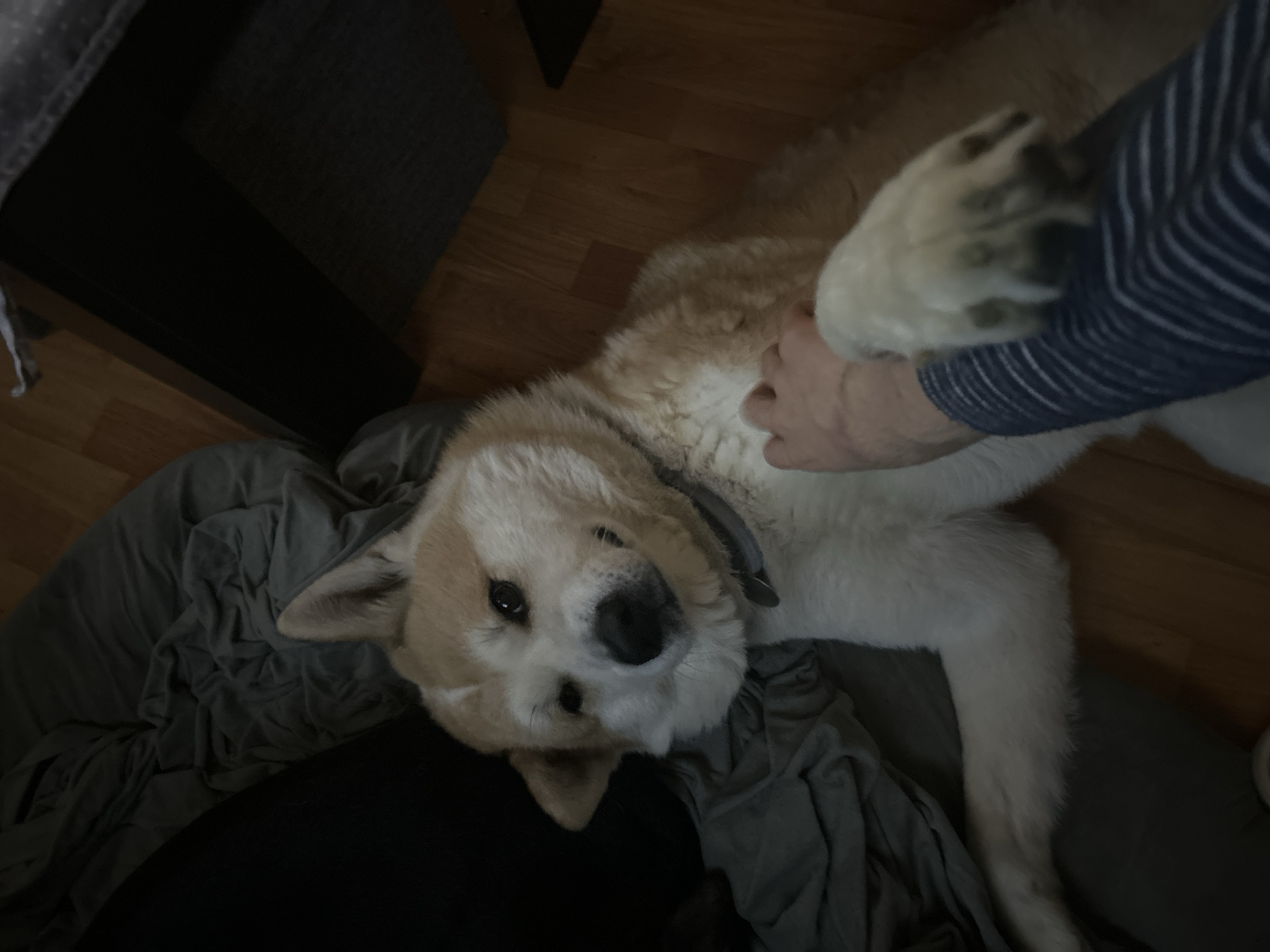 A medium shot depicts a light-colored Akita dog lying on a gray blanket or bedding, with a portion of its body resting on a person's lap, as indicated by the dark fabric. The dog is on its back, with a human hand petting its belly. The human arm, clad in a striped blue and white shirt, extends into the frame. The background reveals a wooden floor and a dark object, potentially a piece of furniture. There is no information to suggest the location is in Sofia, Bulgaria.