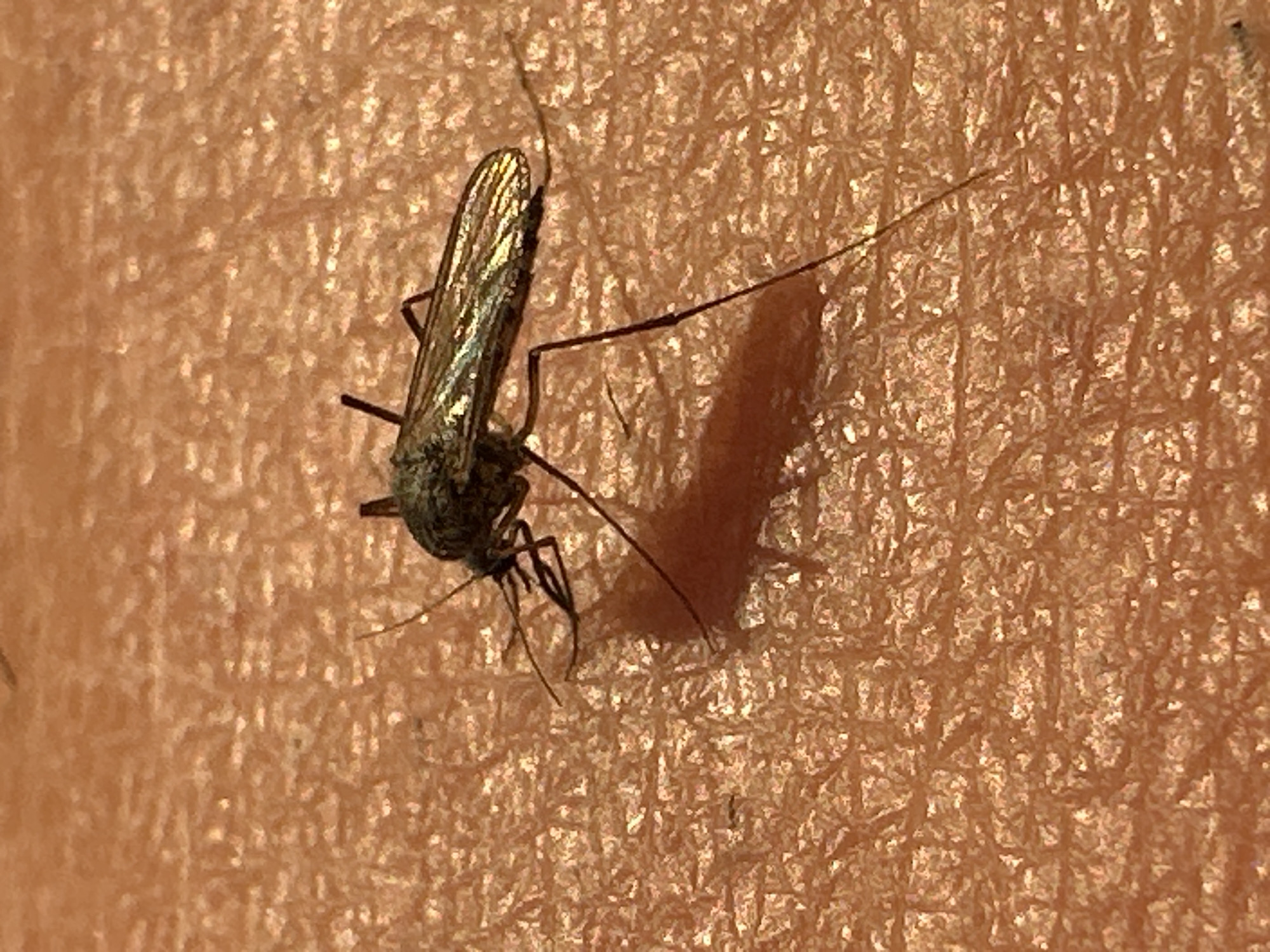 A close-up, overhead shot shows a mosquito on human skin. The mosquito is dark brown and black with visible wings and legs. It is positioned on the right side of the frame, facing left. A shadow of the mosquito is cast to the left. The skin is textured and appears reddish-brown. The lighting is direct, creating highlights and shadows on the skin and the insect. The location is unknown.