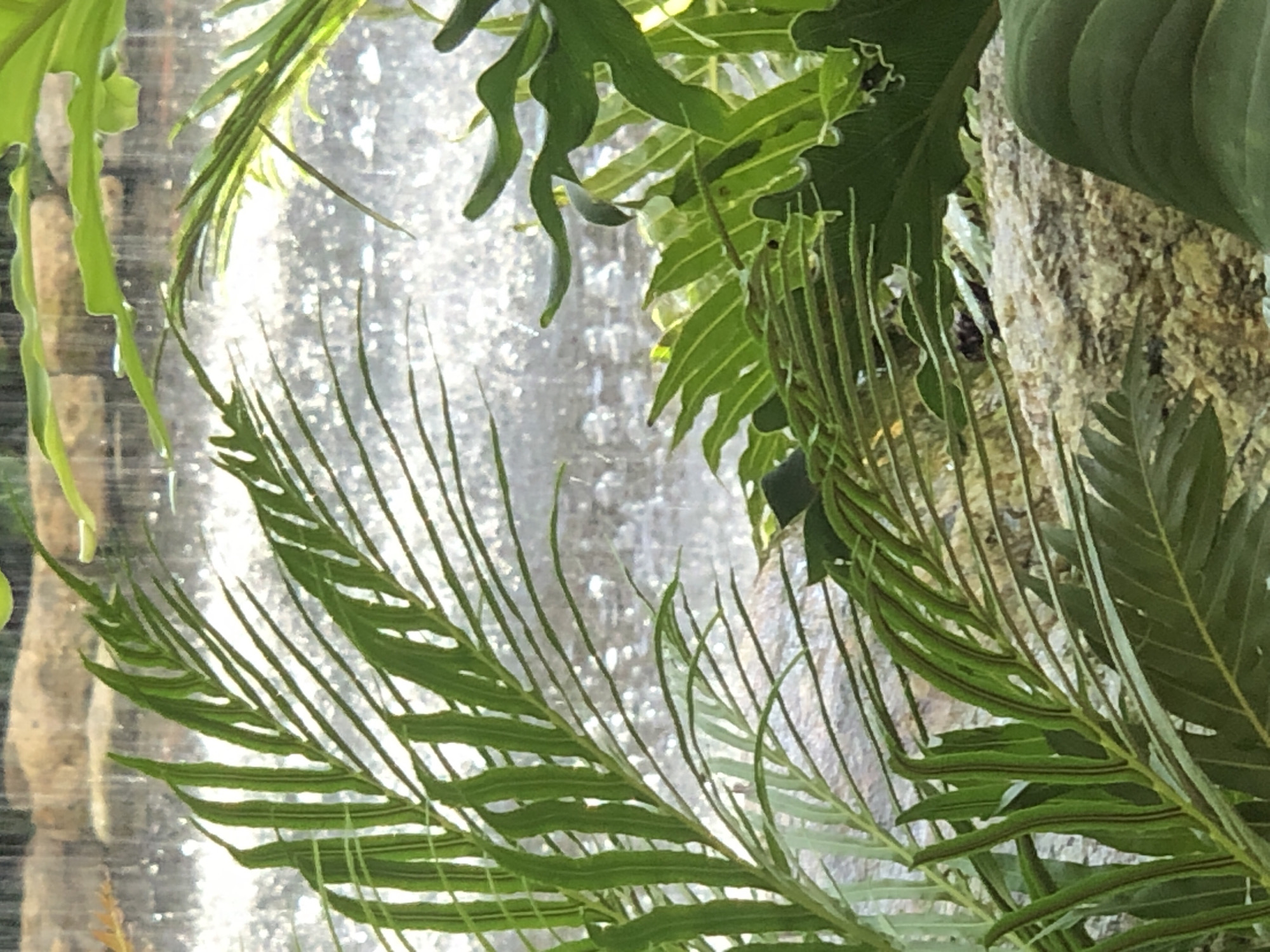 The image features green foliage, specifically various types of ferns and broad-leafed plants, obscuring a blurred background of a bright, textured surface. The backdrop appears to be a waterfall or water feature cascading over a rock face, with sunlight glinting off the water. The greenery is in the foreground, with the foliage on the left and right side framing the central watery background. The overall impression is a close-up of tropical or subtropical vegetation in a humid environment.
Due to the lack of contextual clues and recognizable landmarks in the image, a specific location within Đà Nẵng, Vietnam, cannot be determined with certainty.
