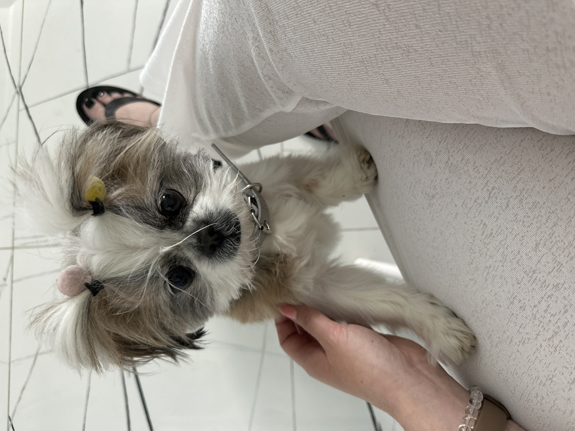 A small, white and grey Shih Tzu with two small hair decorations poses for the camera in an indoor setting. The dog is held by a fair-skinned hand with a bracelet, possibly the owner. The dog has a silver collar. The background is a white tiled floor and white material, possibly clothing. A glimpse of a foot in a sandal is visible in the upper left. The image was taken indoors. The location in Batumi, Georgia, cannot be determined from the image.