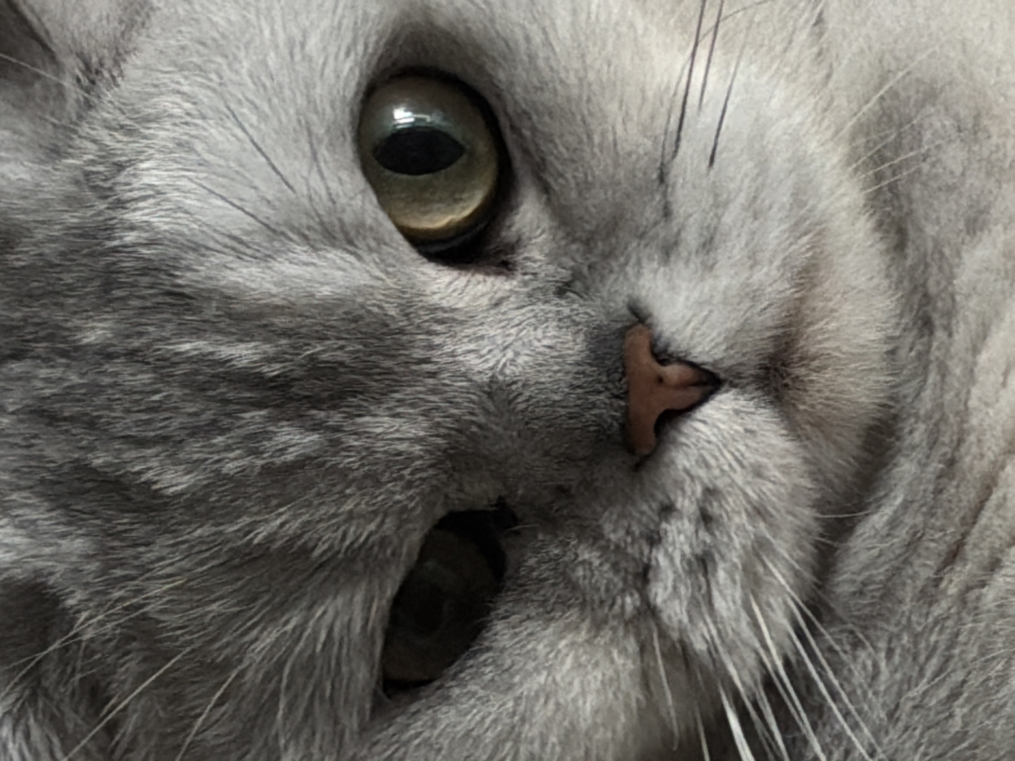 A close-up shot of a gray cat's face, focusing on its eyes and nose. The cat's fur is light gray, and its eyes are a greenish-brown color. The nose is a pinkish-brown color. The background is blurred and out of focus. There is no evidence in the image to associate the image with the city of Izhevsk, Russia.