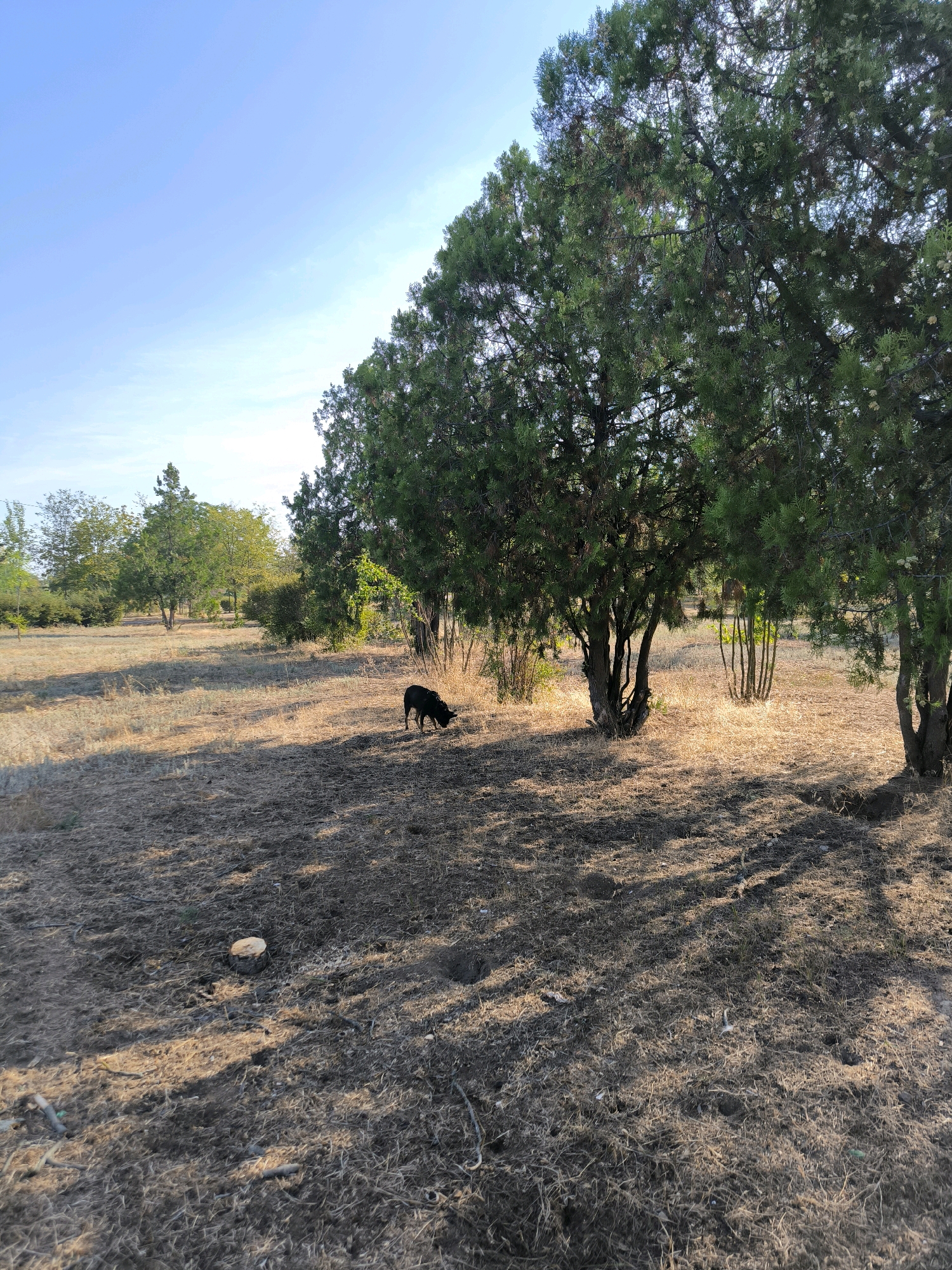 The image depicts a dry, grassy field with scattered trees and a single black dog sniffing the ground. The sky is clear and blue, suggesting a sunny day. The ground is covered in dry, yellowish grass and some patches of darker soil, with shadows cast by the trees across the field. In the foreground, a small tree stump is visible. In the background, more trees and bushes are present, with a light green hue. The scene appears to be an outdoor, natural setting, likely in a park or a rural area. The dog is the only living creature prominently featured. The overall impression is one of a quiet, possibly arid, outdoor environment.