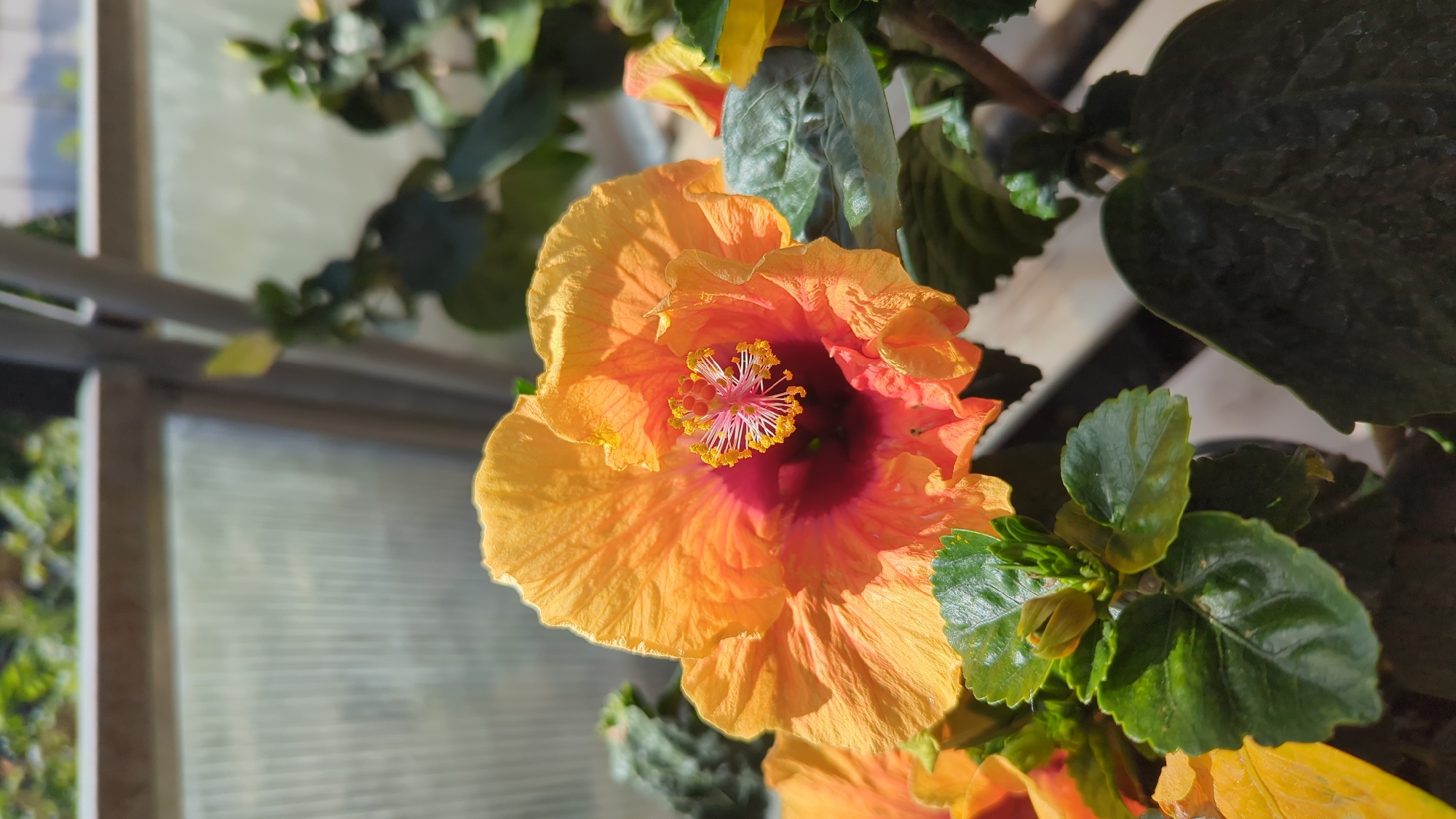 A close-up, outdoor, eye-level shot captures an orange and pink hibiscus flower in bloom. The flower, with its delicate, ruffled petals and prominent yellow stamen, is the central focus. Surrounding the bloom are dark green leaves, some appearing slightly wilted. In the background, out of focus, is a structure with corrugated, translucent panels, suggestive of a greenhouse or conservatory. The lighting indicates a sunny day, with bright sunlight illuminating the flower. The scene appears to be a part of a garden or botanical setting. The location is identified as Laval, Canada.