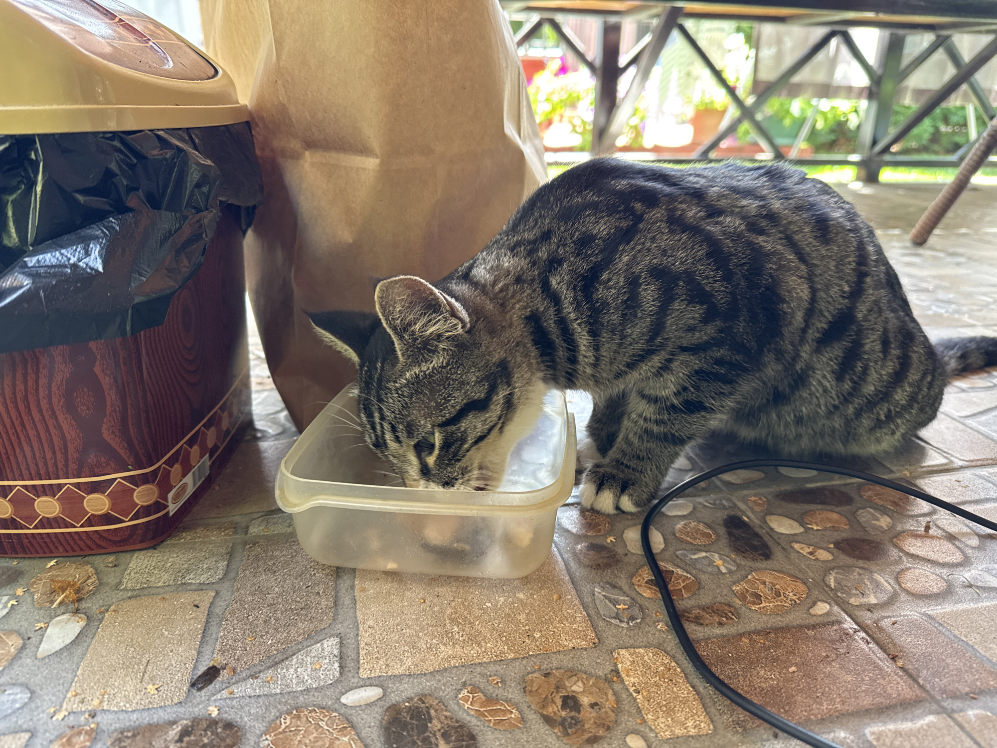 In Sary-Oy, Kyrgyzstan, a tabby cat with black and grey stripes is eating from a clear plastic container filled with food. The cat is positioned in the foreground, with its head down, actively consuming the food. To the left of the cat, there is a brown and beige trash bin with a black plastic bag liner. Behind the cat and the trash bin, a large, light brown paper bag is visible. The scene takes place outdoors, on a tiled patio. The background shows a glimpse of a wooden table and chairs, with some greenery and potted plants visible beyond, suggesting a residential or hospitality setting. A black cable lies on the ground near the cat.