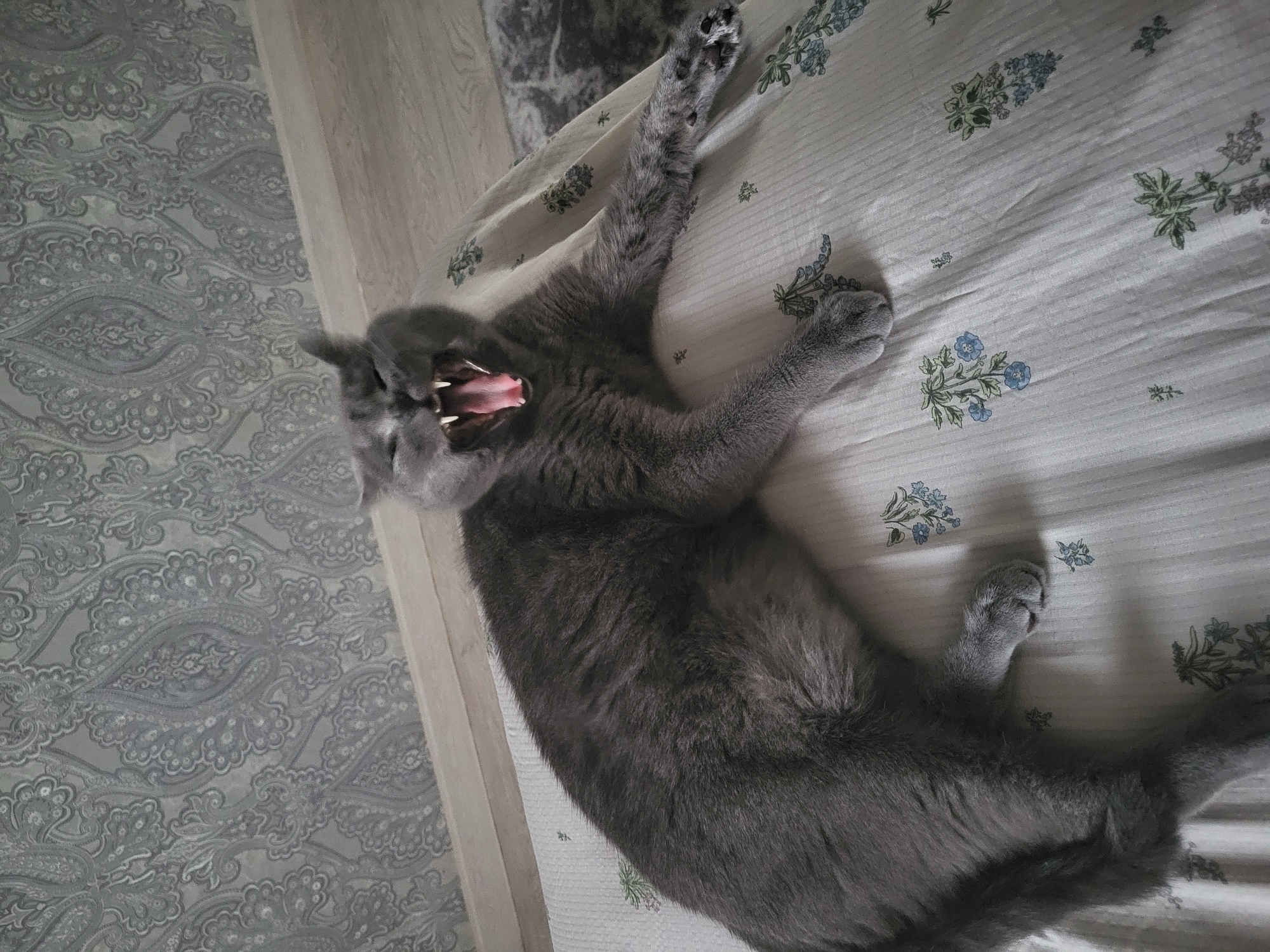 A wide-angle shot captures a fluffy grey cat with its mouth wide open in a yawn, revealing its pink tongue and sharp teeth. The cat is lying on its back on a white fabric with a subtle floral pattern. The background features grey wallpaper with a paisley design. The lighting is dim, casting soft shadows. The cat's paws are extended, one reaching towards the right side of the frame. The scene appears to be indoors, possibly in a bedroom or living area. The location is Unknown, Unknown.