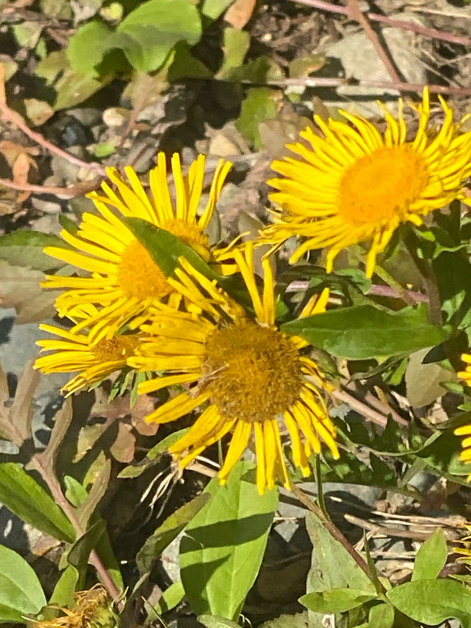 The image shows a close-up of several yellow wildflowers with daisy-like petals and fuzzy brown centers. The flowers are in various stages of bloom, with some fully open and others still budding. They are surrounded by green leaves and stems, as well as a background of dry earth, small stones, and some dead leaves. The lighting suggests it is daytime, and the overall impression is one of nature. There is no indication of any urban environment or any specific location within Novokuznetsk, Russia.
