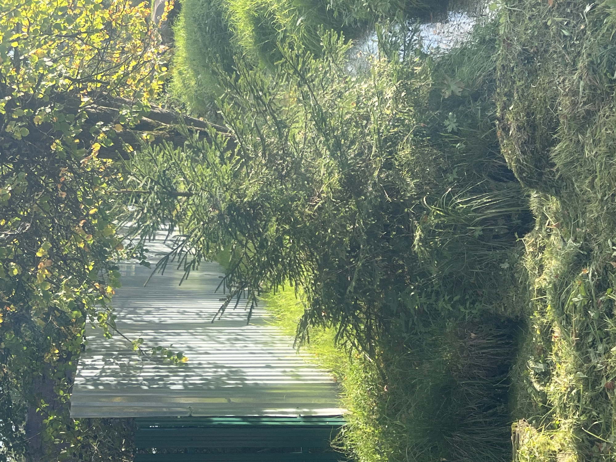 In a sun-dappled outdoor scene, likely in Otradnoye, Russia, a young evergreen tree stands prominently in the foreground, its branches a vibrant green. Behind it, a corrugated metal fence, with a vertical green gate on the left, reflects sunlight. The ground is covered in lush green grass, with piles of recently cut grass to the left and right of the tree. A narrow body of water, possibly a stream, is visible to the right of the tree, bordered by dense greenery. The background features a larger tree with dappled sunlight filtering through its autumn leaves. The overall impression is one of a natural setting with man-made elements, suggesting a residential or park-like environment.