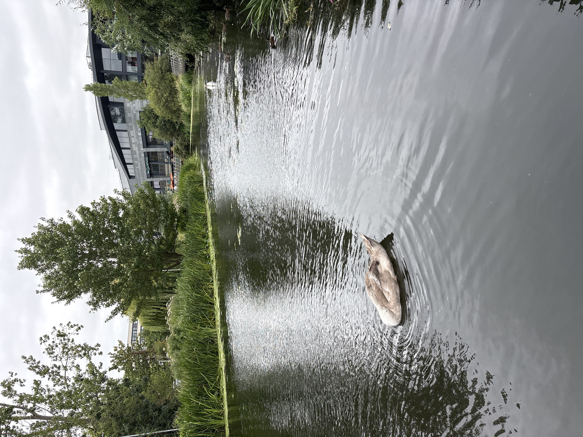 The image shows a view of the river in Chelmsford, United Kingdom. A young swan with grey plumage is swimming in the foreground. In the background, there is a large building with a modern design, featuring a curved roof and large windows. The building appears to be a commercial establishment, with the name "Iguanas" visible on the signage. A pedestrian bridge crosses the river to the right of the building. Tall green reeds line the left bank of the river, and trees and other vegetation are visible on both sides. The sky is overcast, with a grey cloudy sky. Several ducks are also visible further up the river.