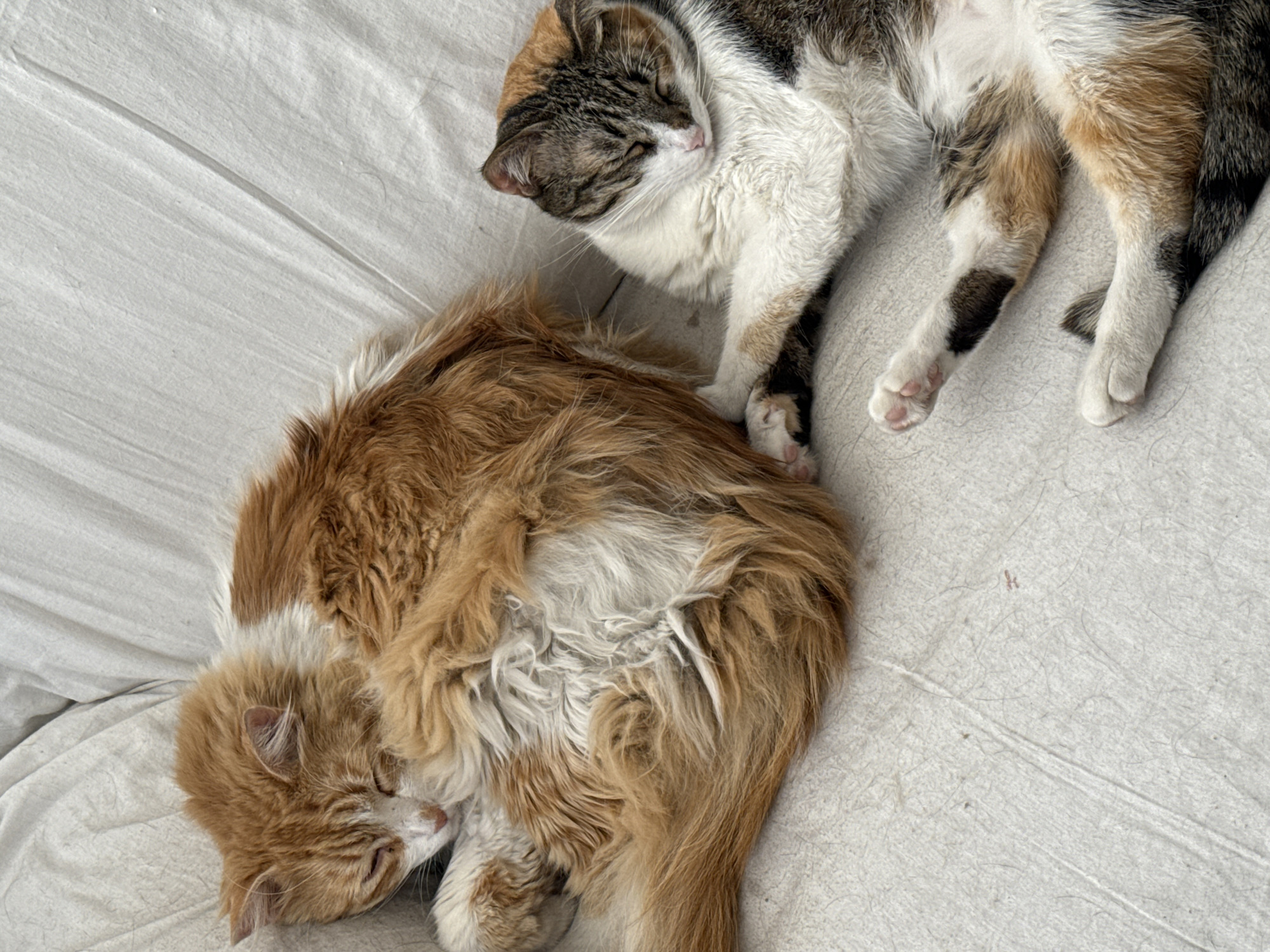 Two cats are sleeping on a white, textured surface, likely a bed. The cat on the left is a long-haired ginger and white cat, curled up with its face tucked inwards. The cat on the right is calico, lying on its side with its paw resting on the ginger cat. The background is out of focus, suggesting a domestic indoor setting. The location is not discernible from the image.